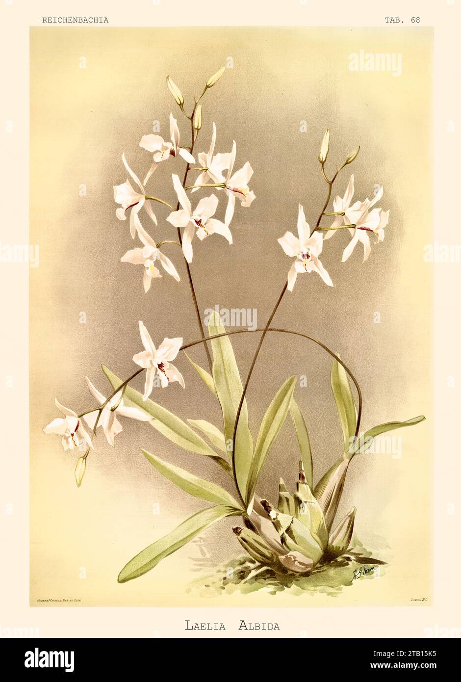 Old illustration of  Albescent Laelia (Laelia albida). Reichenbachia, by F. Sander. St. Albans, UK, 1888 - 1894 Stock Photo
