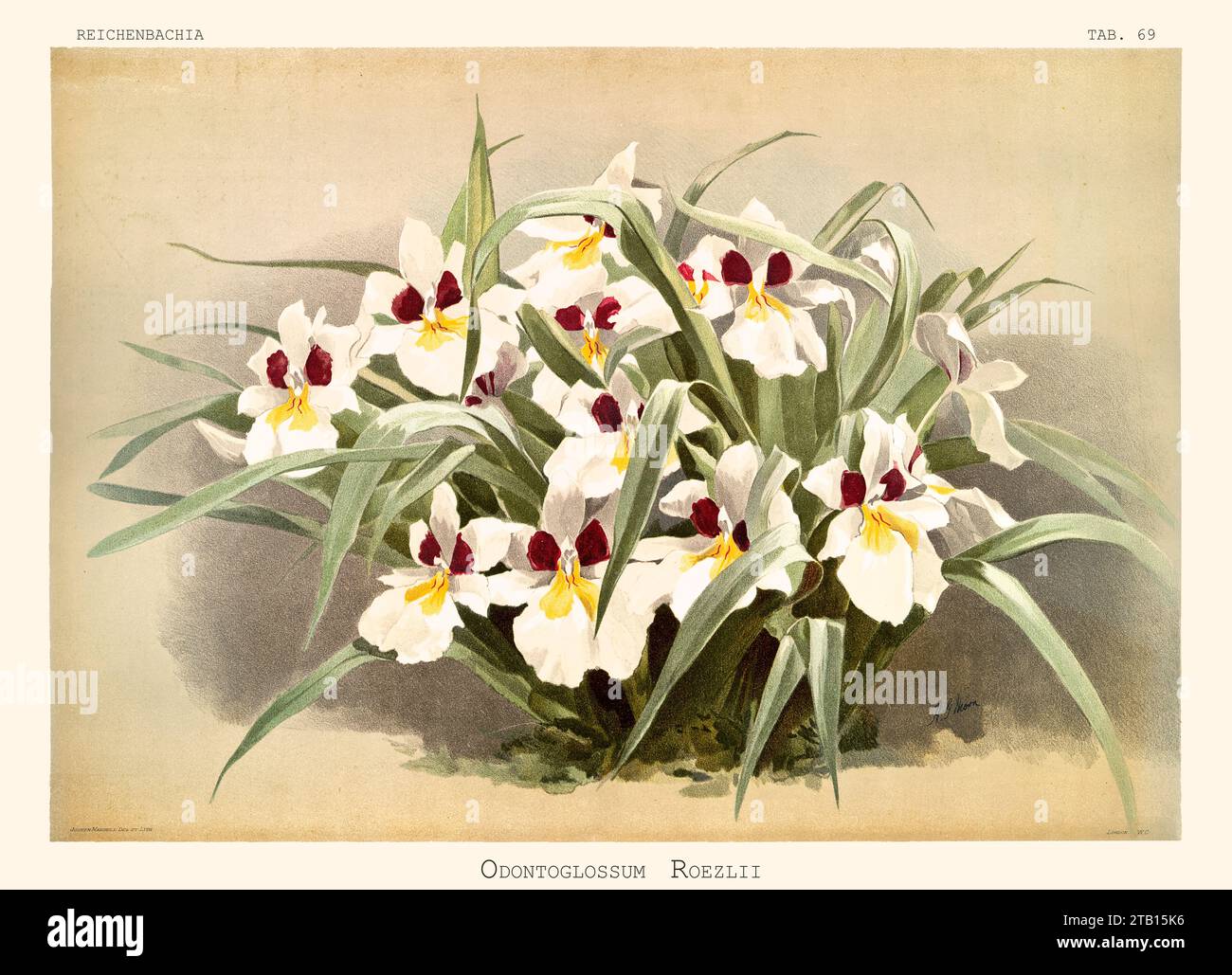 Old illustration of  Roezl's Miltoniopsis (Miltoniopsis roezlii). Reichenbachia, by F. Sander. St. Albans, UK, 1888 - 1894 Stock Photo