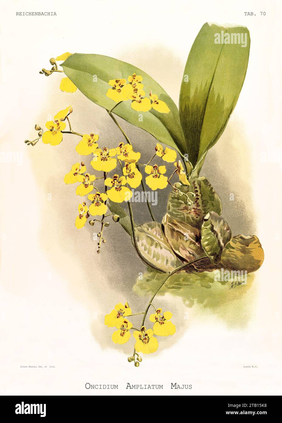Old illustration of  Turtle Shell Orchid (Rossioglossum ampliatum). Reichenbachia, by F. Sander. St. Albans, UK, 1888 - 1894 Stock Photo