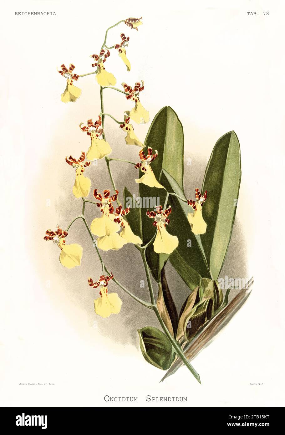 Old illustration of  Splendid Oncidium (Oncidium splendidum). Reichenbachia, by F. Sander. St. Albans, UK, 1888 - 1894 Stock Photo