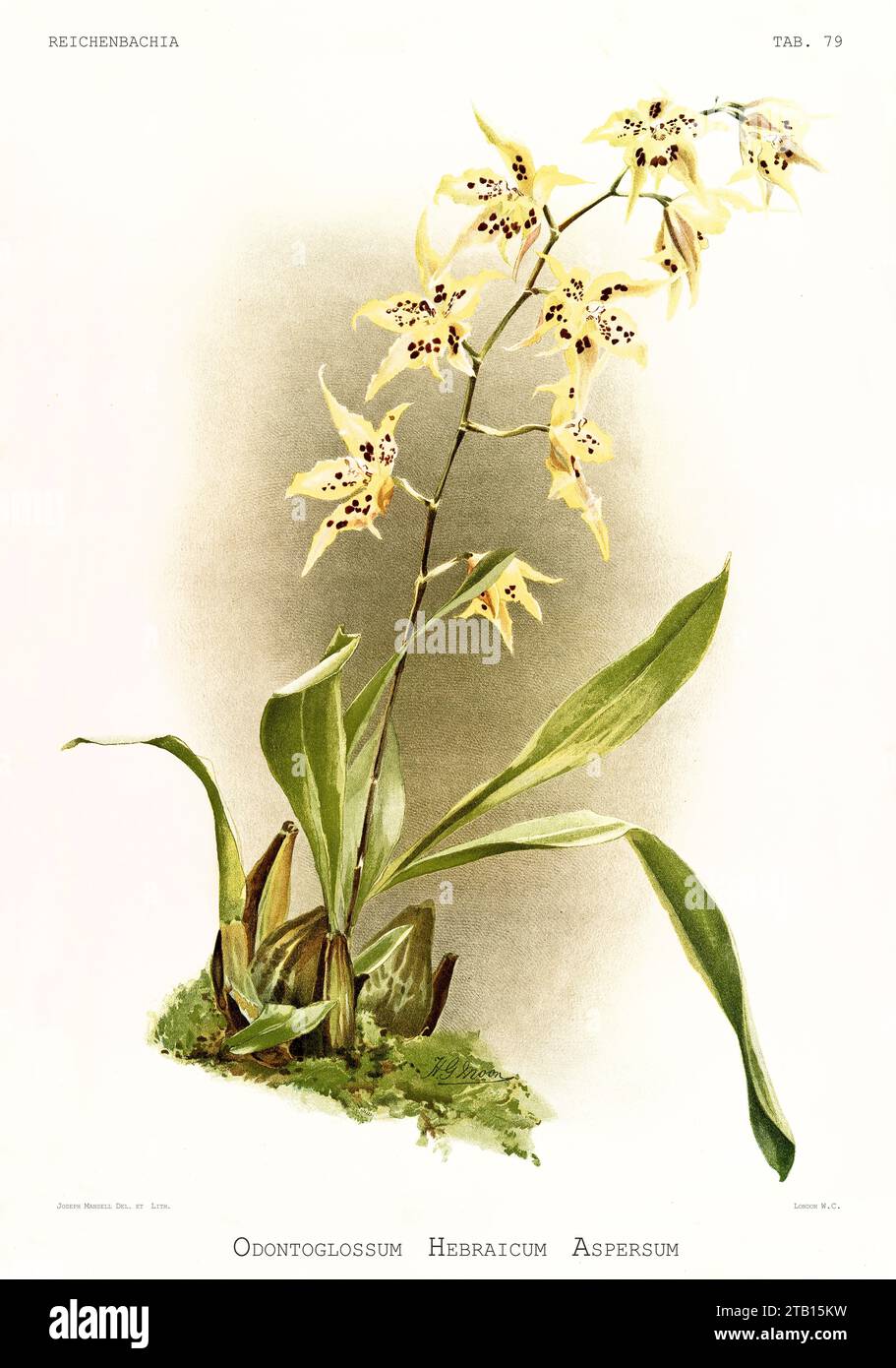 Old illustration of  Anderson's Odontoglossum (Oncidium andersonianum). Reichenbachia, by F. Sander. St. Albans, UK, 1888 - 1894 Stock Photo