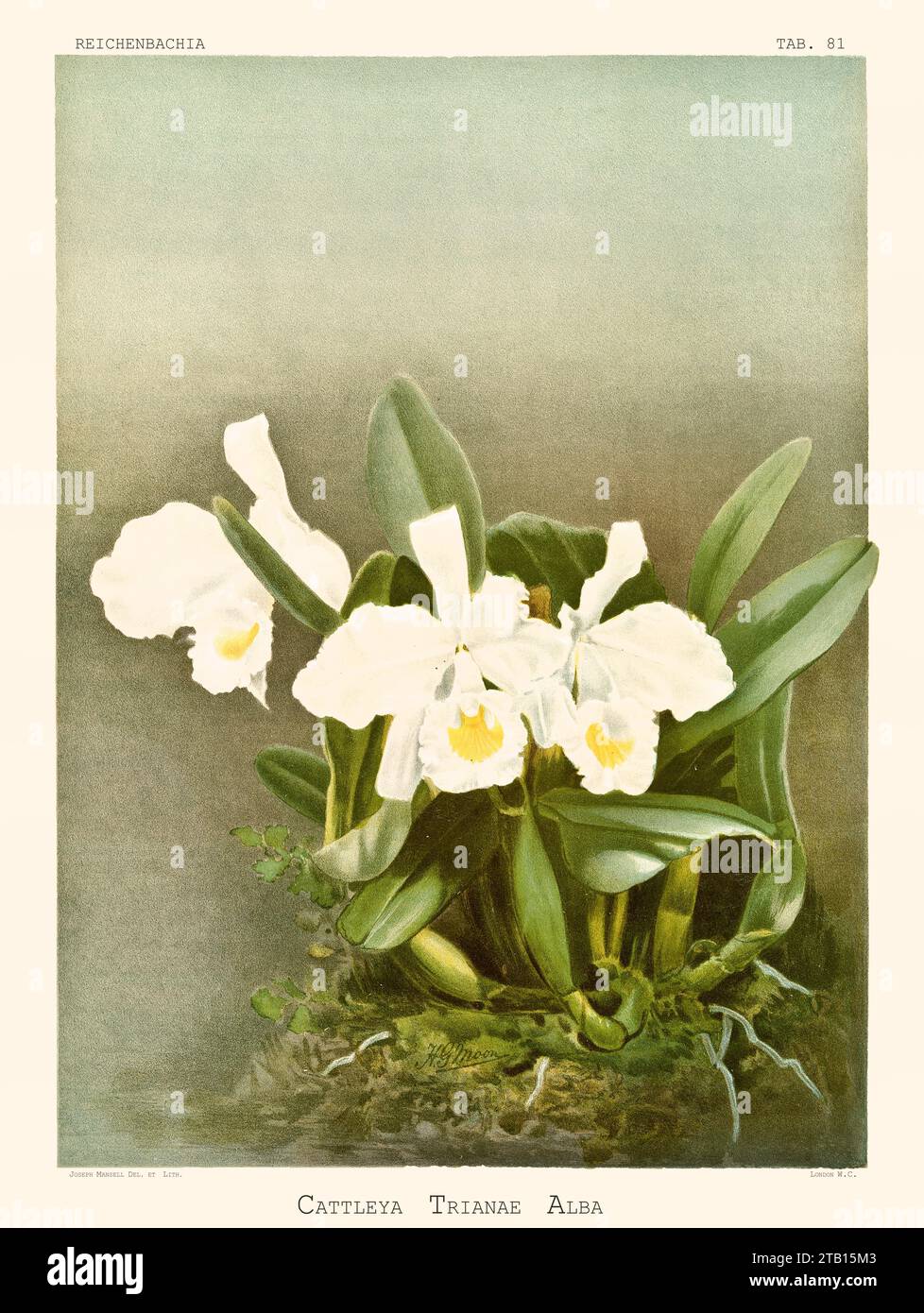 Old illustration of  Christmas Orchid (Cattleya trianae var. alba). Reichenbachia, by F. Sander. St. Albans, UK, 1888 - 1894 Stock Photo
