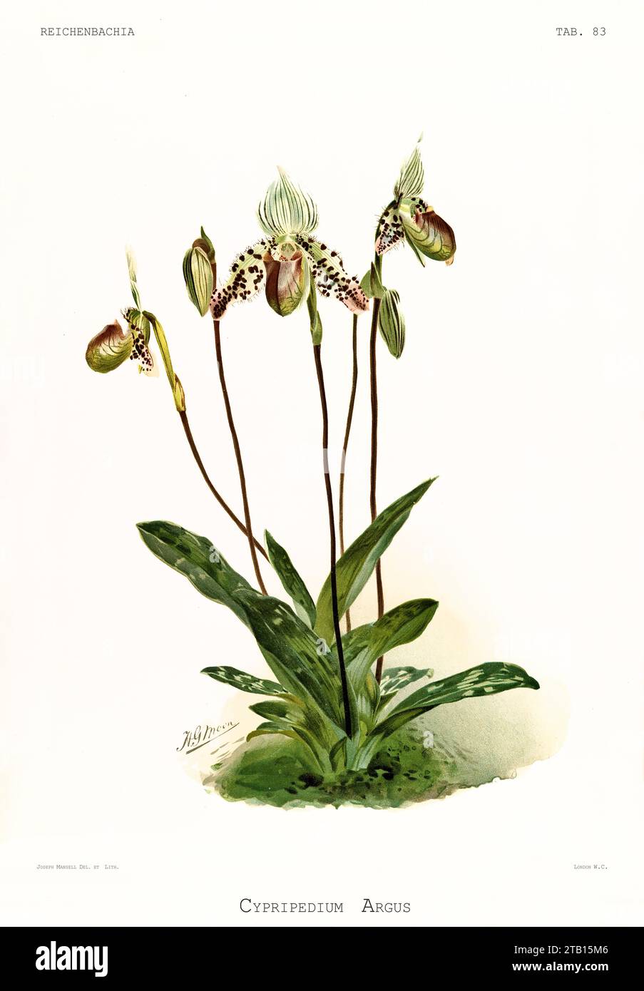 Old illustration of  Paphiopedilum argus. Reichenbachia, by F. Sander. St. Albans, UK, 1888 - 1894 Stock Photo