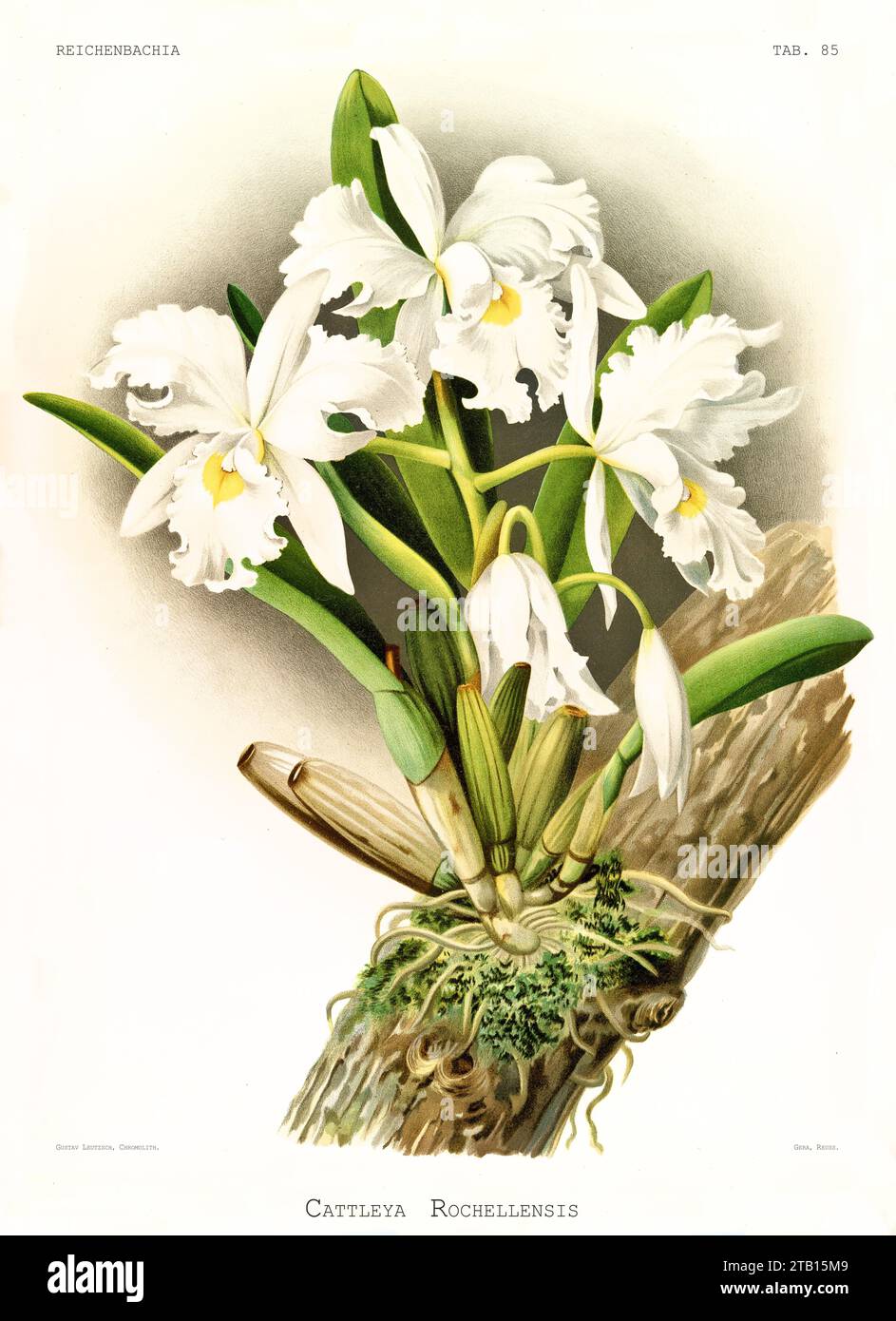Old illustration of  Warscewicz's Cattleya var. alba (Cattleya warscewiczii). Reichenbachia, by F. Sander. St. Albans, UK, 1888 - 1894 Stock Photo