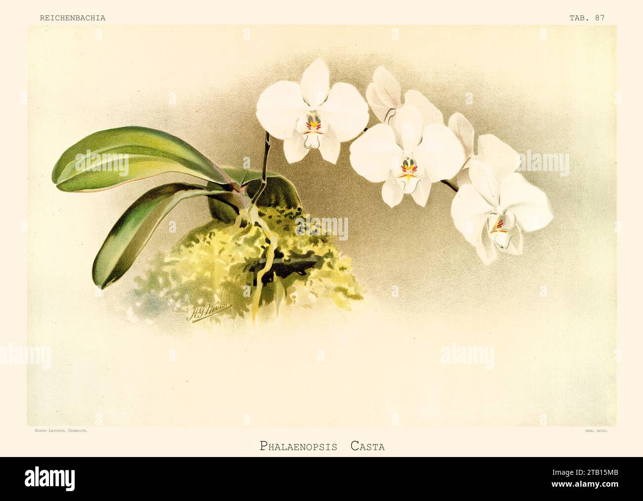 Old illustration of  Phalaenopsis leucorrhoda. Reichenbachia, by F. Sander. St. Albans, UK, 1888 - 1894 Stock Photo