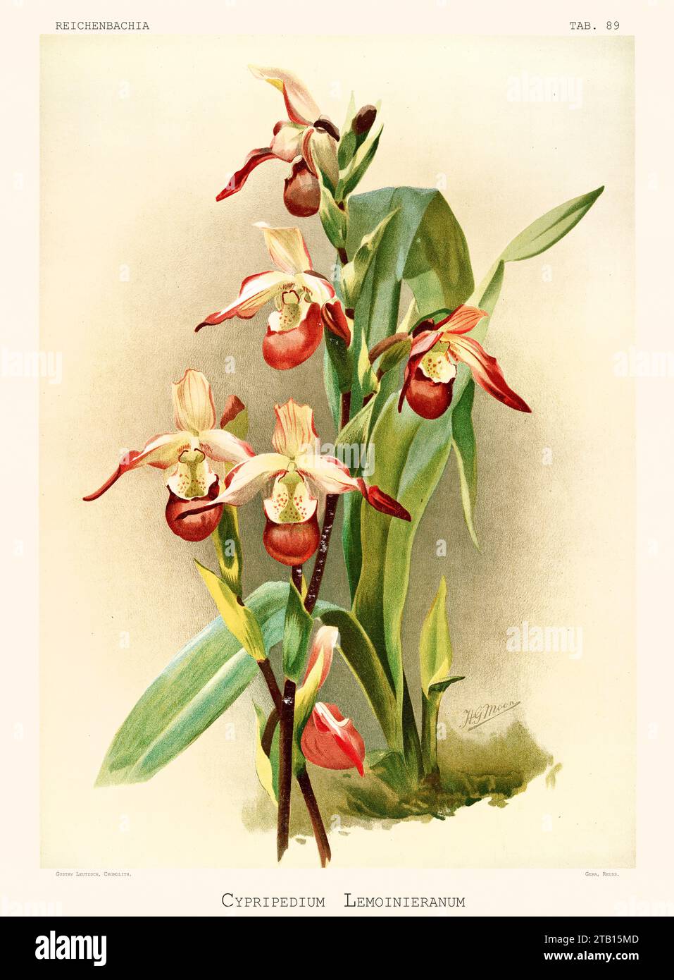 Old illustration of  Phragmipedium sedenii. Reichenbachia, by F. Sander. St. Albans, UK, 1888 - 1894 Stock Photo