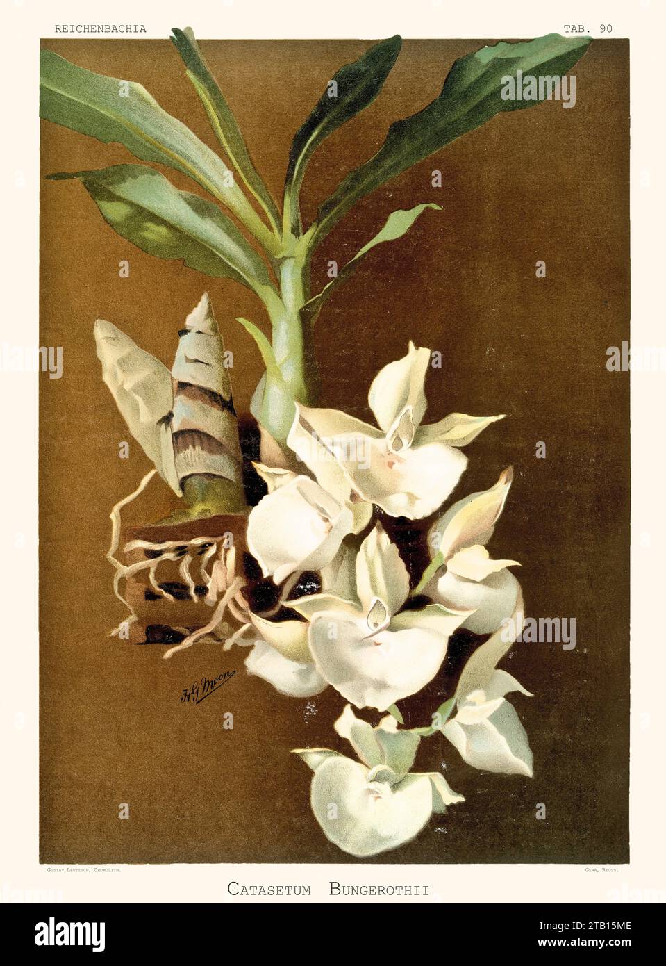Old illustration of  Felt-Capped Catasetum Catasetum pileatum). Reichenbachia, by F. Sander. St. Albans, UK, 1888 - 1894 Stock Photo