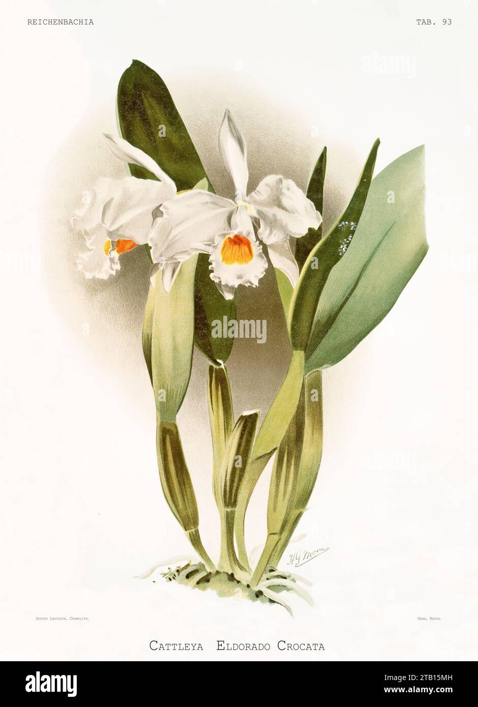 Old illustration of  Wallis' Cattleya (Cattleya wallisii). Reichenbachia, by F. Sander. St. Albans, UK, 1888 - 1894 Stock Photo