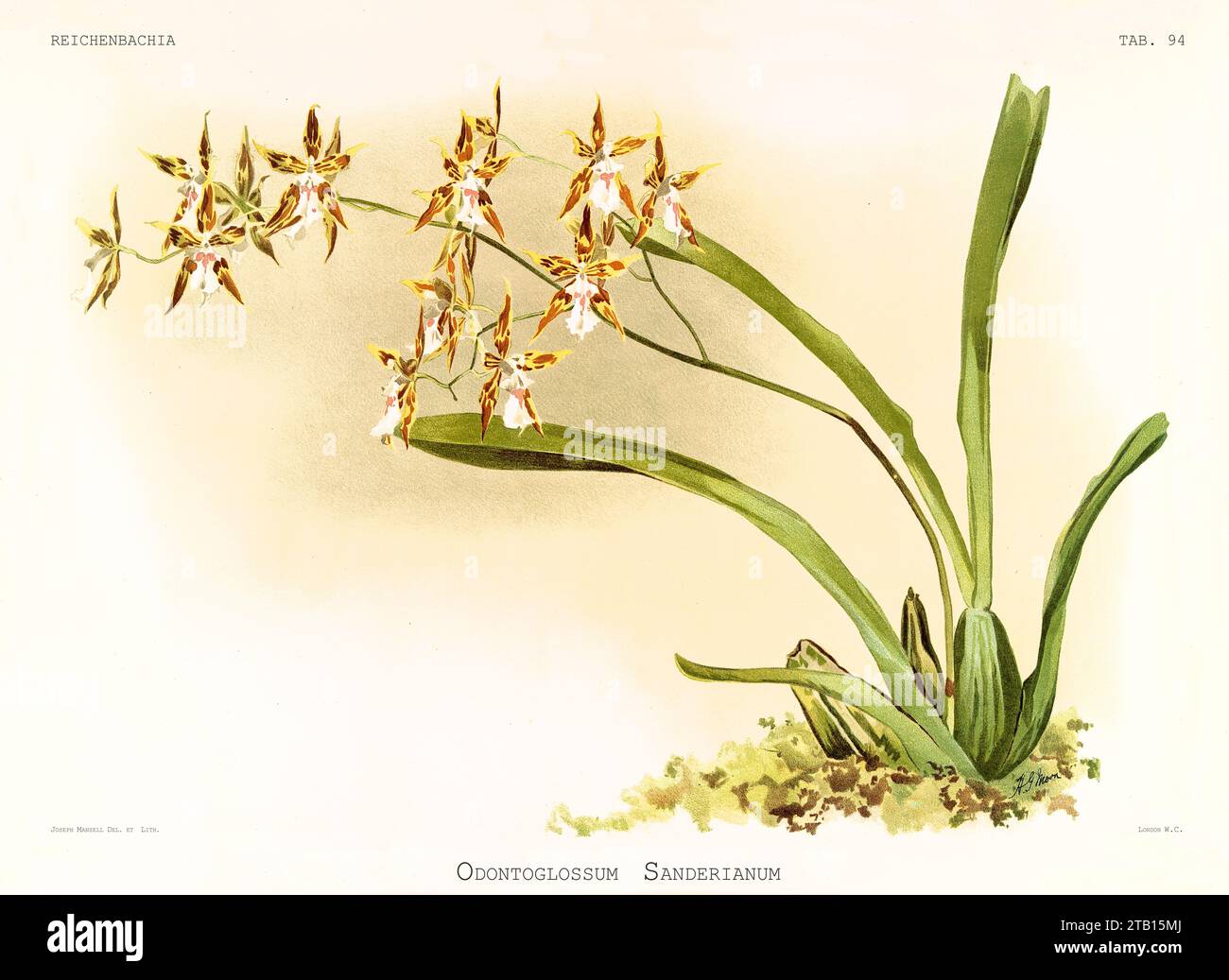 Old illustration of  Constricted Odontoglossum (Oncidium constrictum). Reichenbachia, by F. Sander. St. Albans, UK, 1888 - 1894 Stock Photo