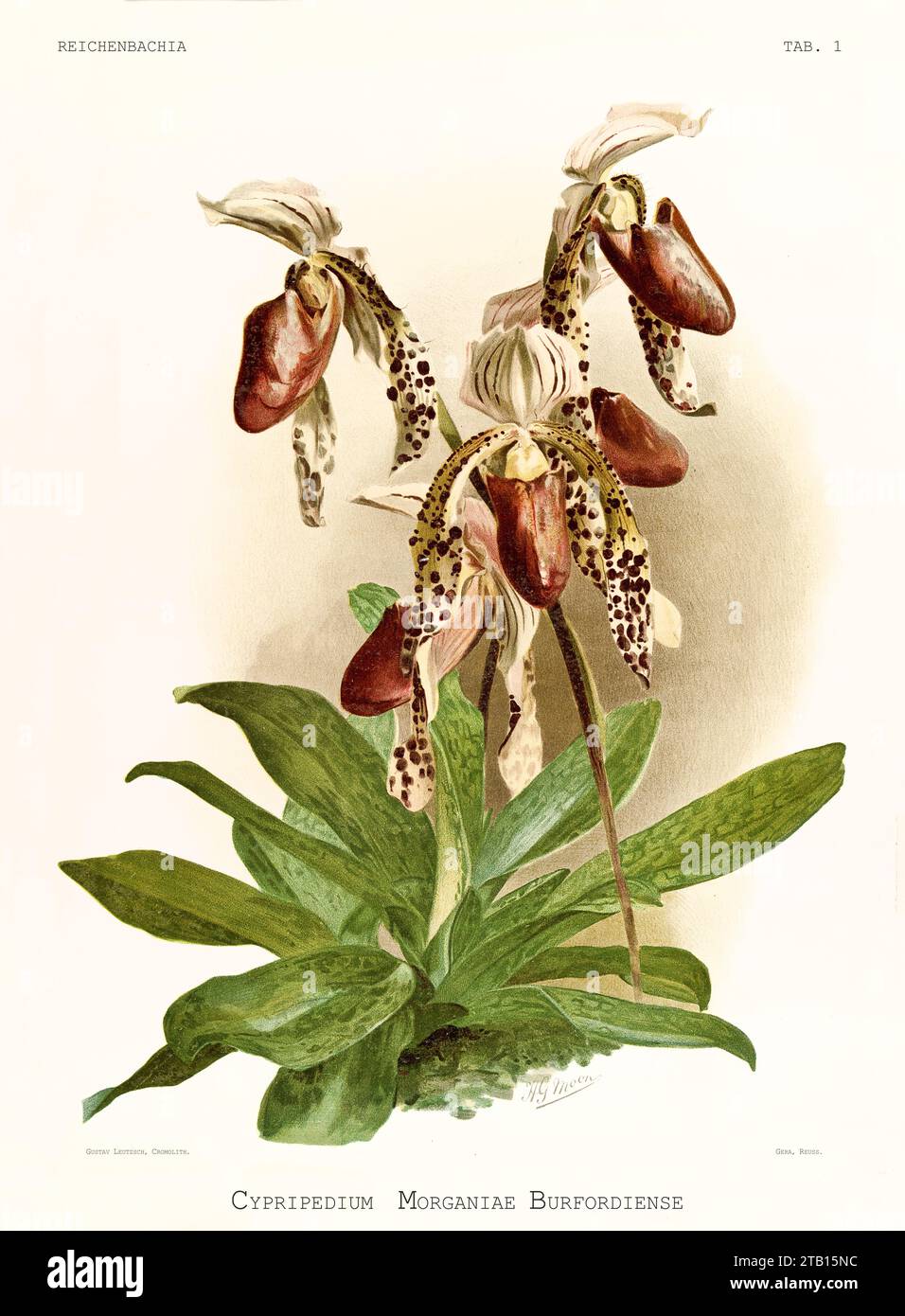Old illustration of  Paphiopedilum Morganiae. Reichenbachia, by F. Sander. St. Albans, UK, 1888 - 1894 Stock Photo