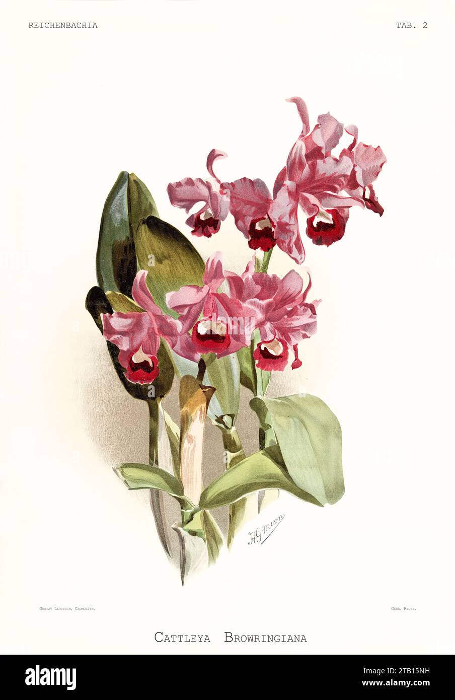 Old illustration of  Bowring's Cattleya (Cattleya bowringiana). Reichenbachia, by F. Sander. St. Albans, UK, 1888 - 1894 Stock Photo