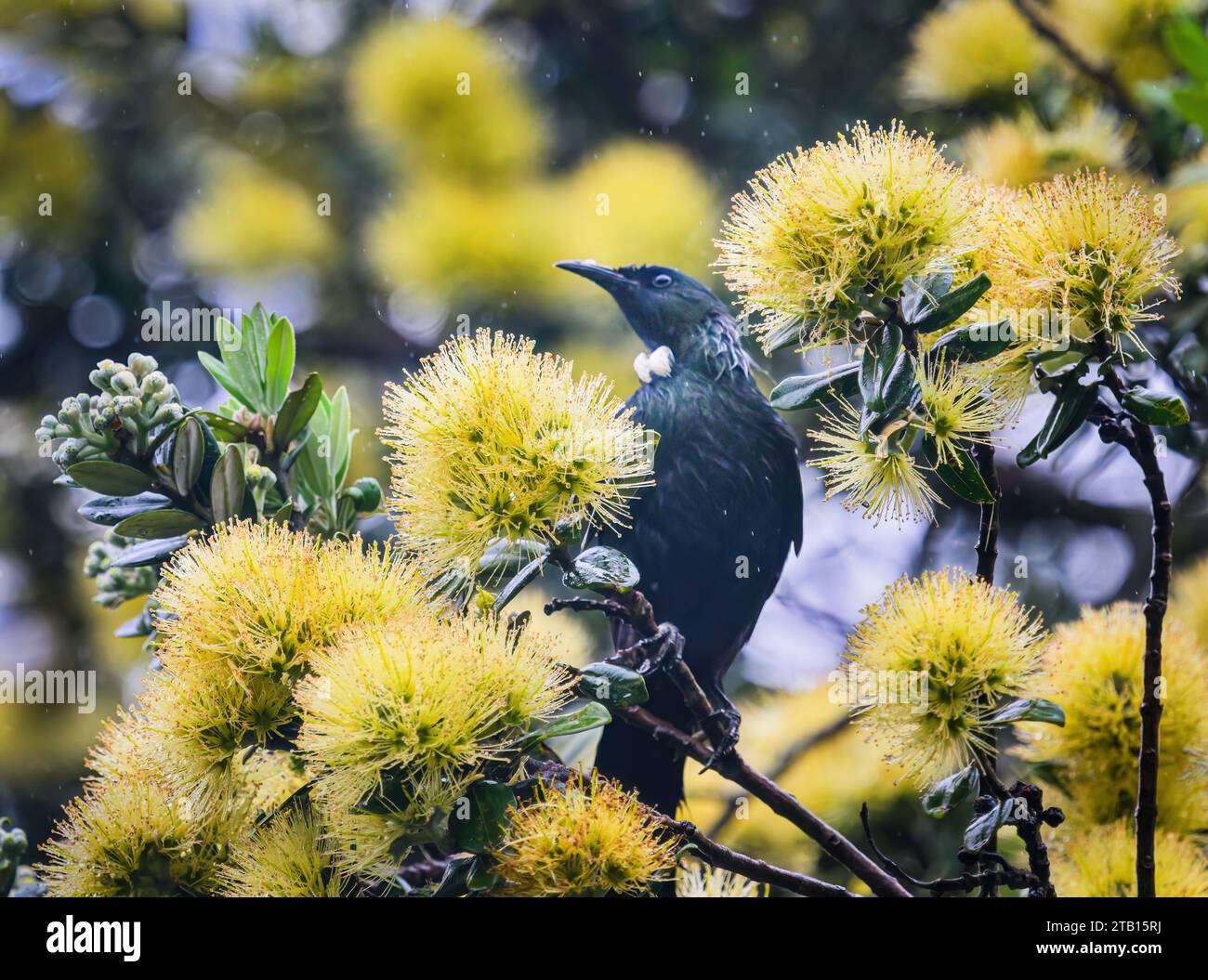 Tui bird perched on yellow Pohutukawa flowers in the rain. Auckland. Stock Photo