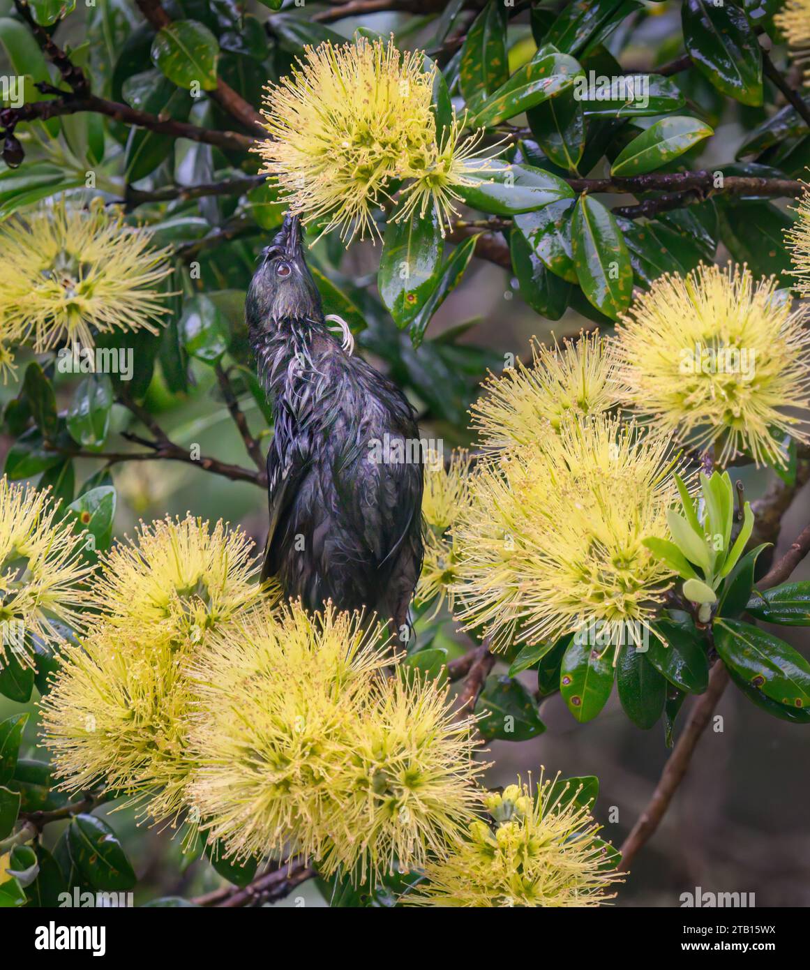 Tui bird is feeding on nectar on yellow Pohutukawa flowers. Tui is wet in the rain. Auckland. Vertical format. Stock Photo