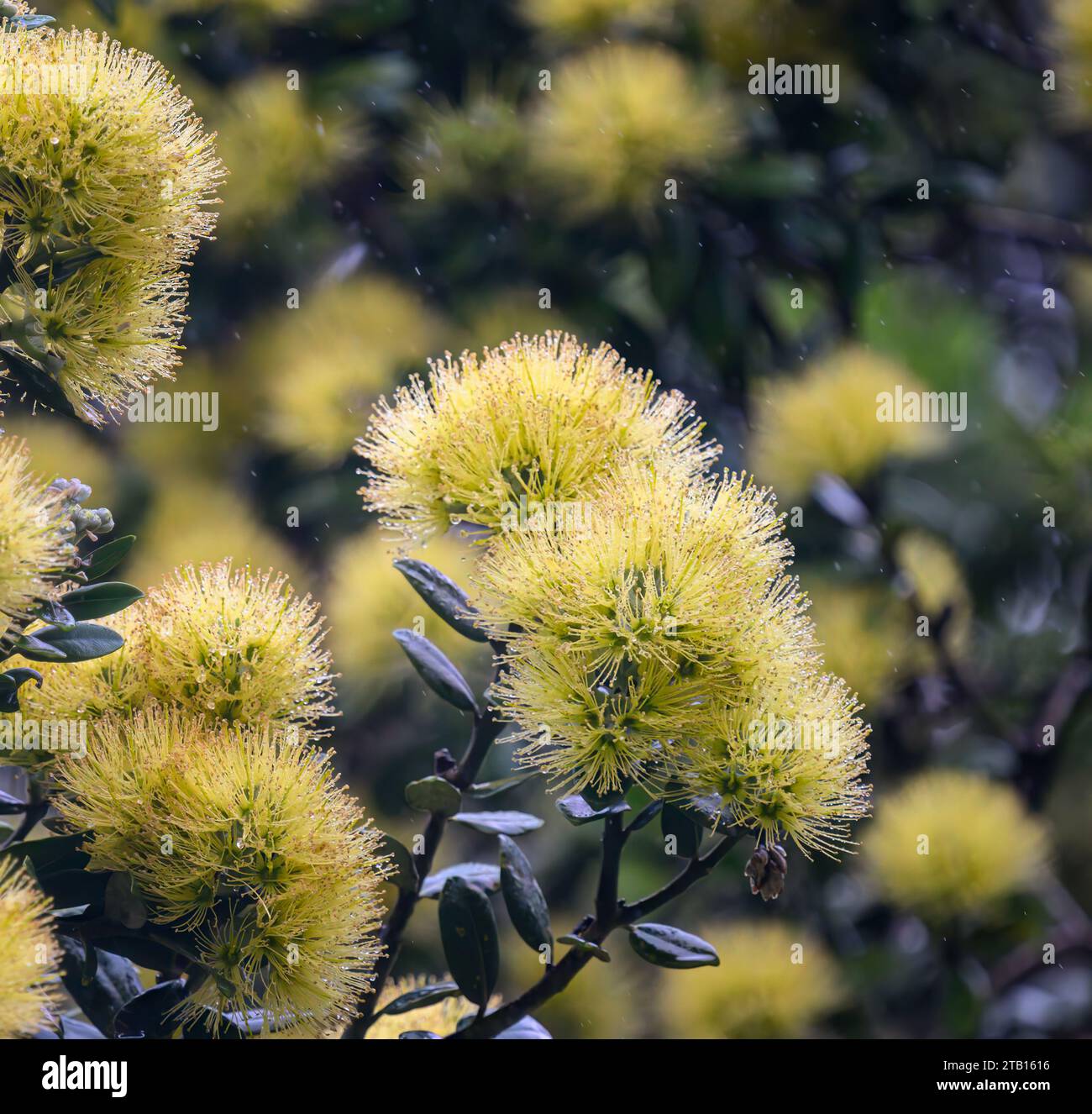 Close-up image of yellow Pohutukawa blooms in the rain. New Zealand Christmas Tree. Auckland. Stock Photo