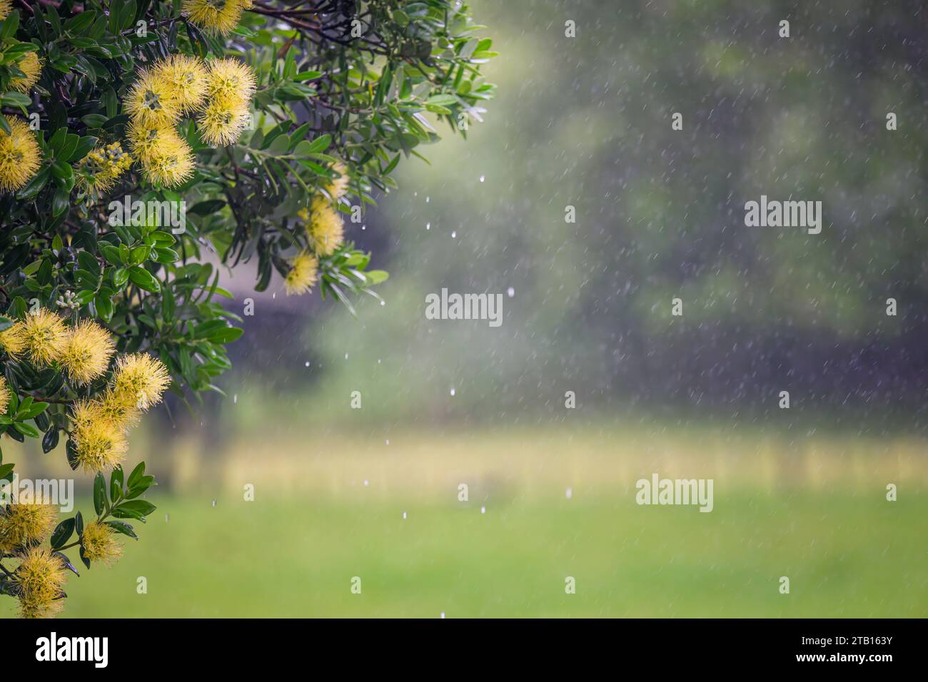 Yellow Pohutukawa blooms in the rain. New Zealand Christmas Tree. Auckland. Stock Photo