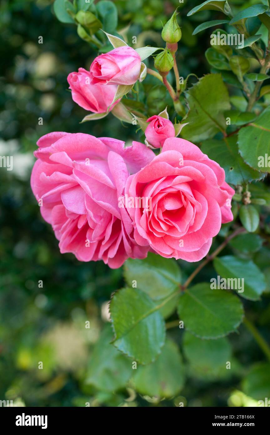 Vibrant cluster of pink hi-res stock photography and images - Alamy