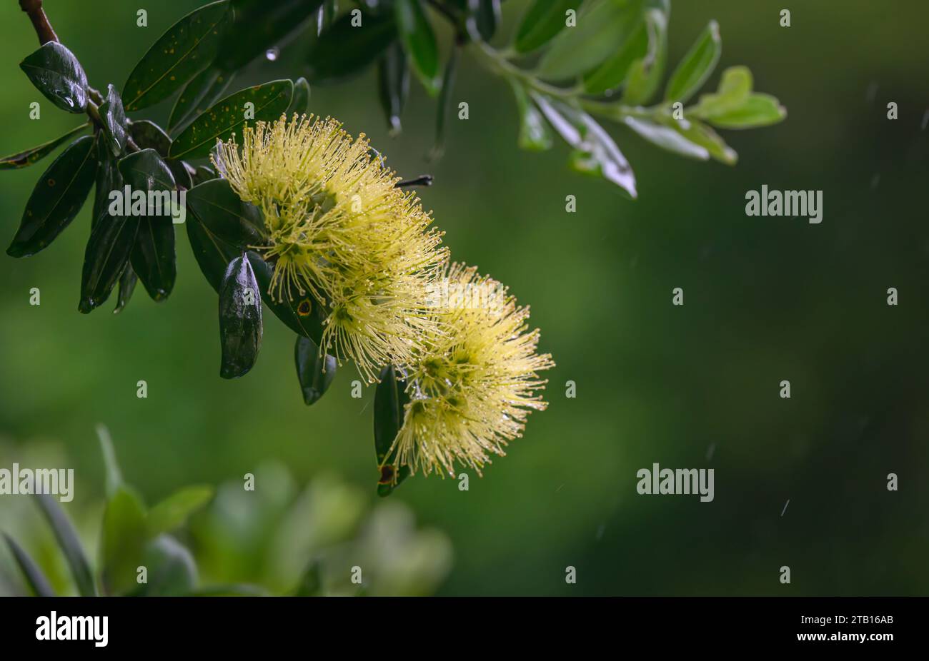 Close-up image of yellow Pohutukawa blooms in the rain. New Zealand Christmas Tree. Auckland. Stock Photo