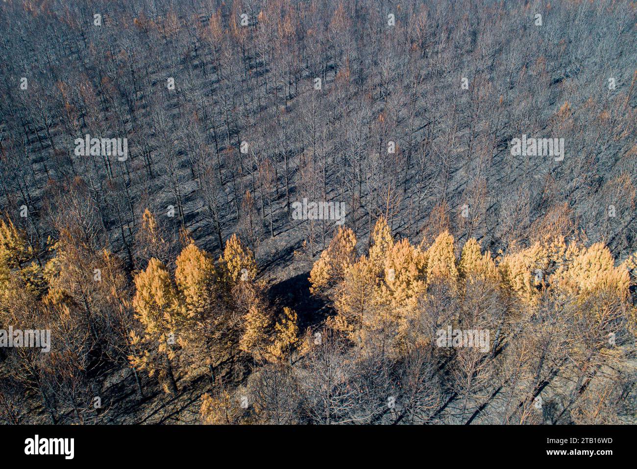 drone view of a pine forest after a forest fire Stock Photo - Alamy