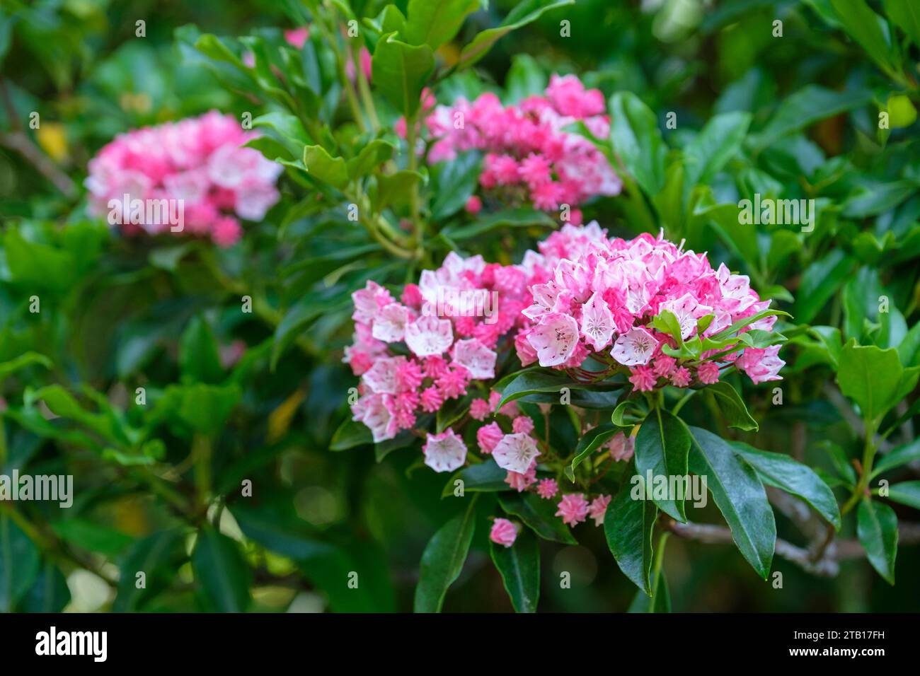 Kalmia latifolia Olympic Fire, mountain laurel Olympic Fire, Calico bush, deep pink buds, pink almost white octagonal flowers Stock Photo