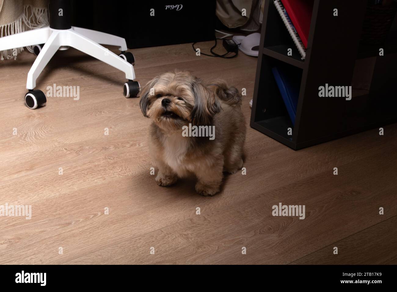 photography, shih tzu, sitting, domestic animals, breed, dog, pet, young, small, friendly, living room, friendship, horizontal, playing, copy space, a Stock Photo