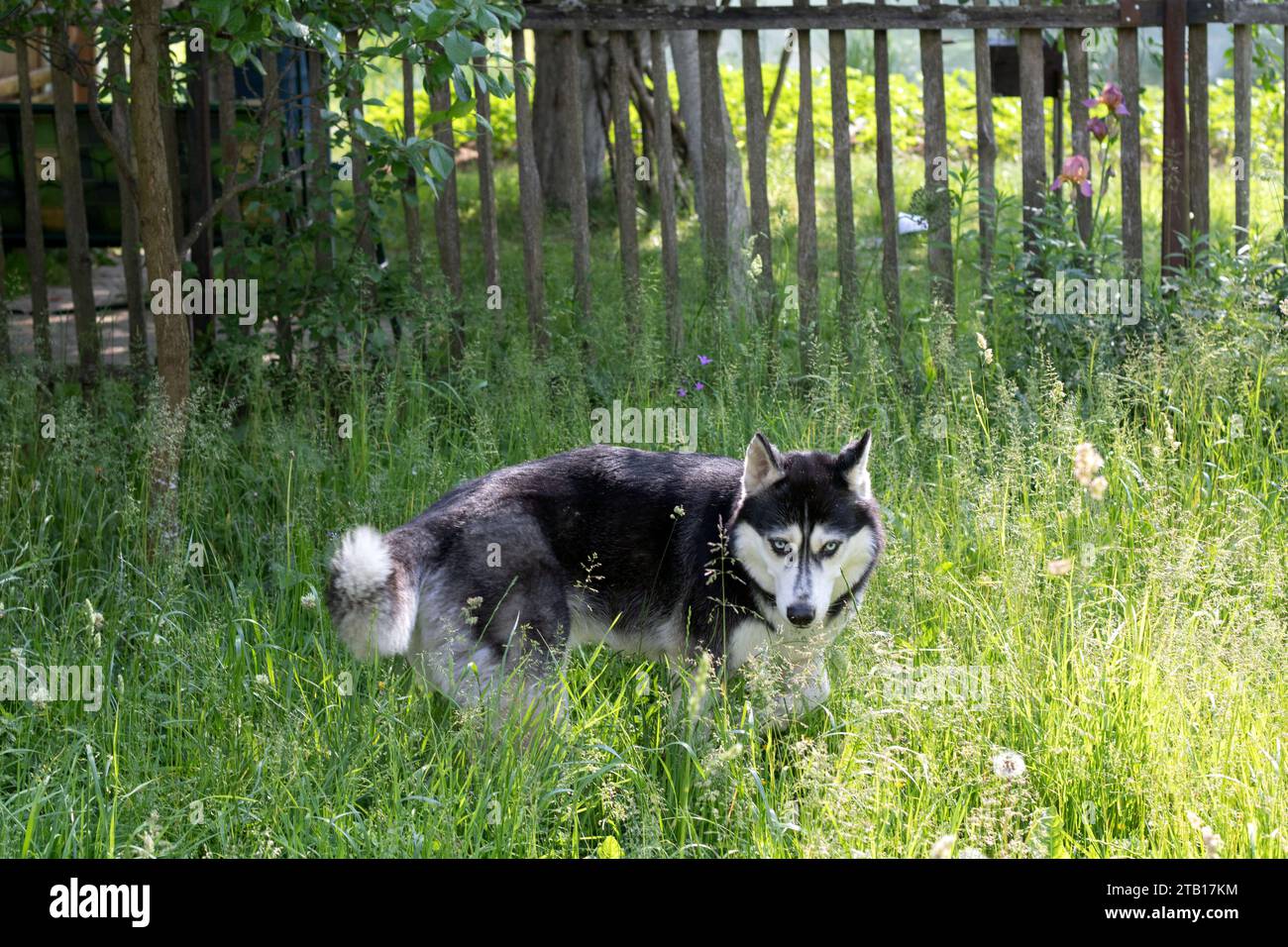 Siberian husky, purebred dog, looking, active, grass, animal, pet, dog, doggy, friend, mammal, purebred, photography, breed, happy, rest, lawn, playful Stock Photo