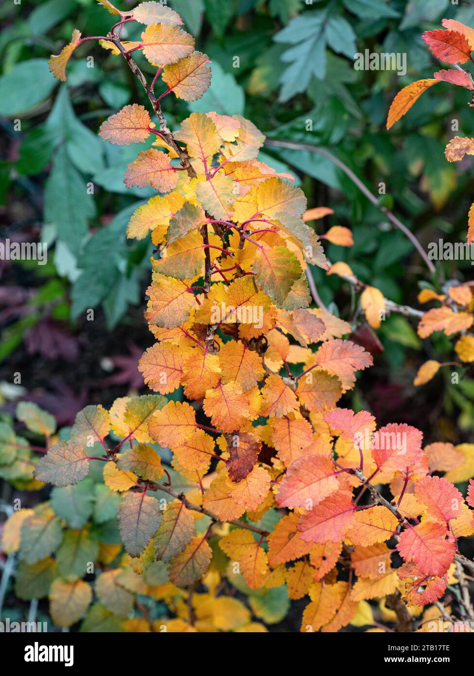 Autumn colours in the foliage of Prunus 'Kojo-no-mai' Stock Photo
