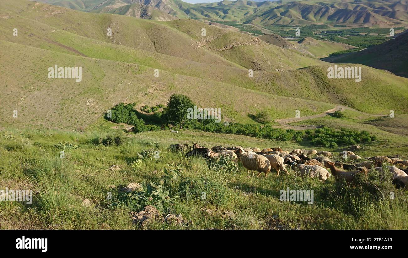 Herd of sheep grazing on the green meadows with mountains. A flock of sheep in the heights of the Iranian plateau. Lorestan. Durood Stock Photo