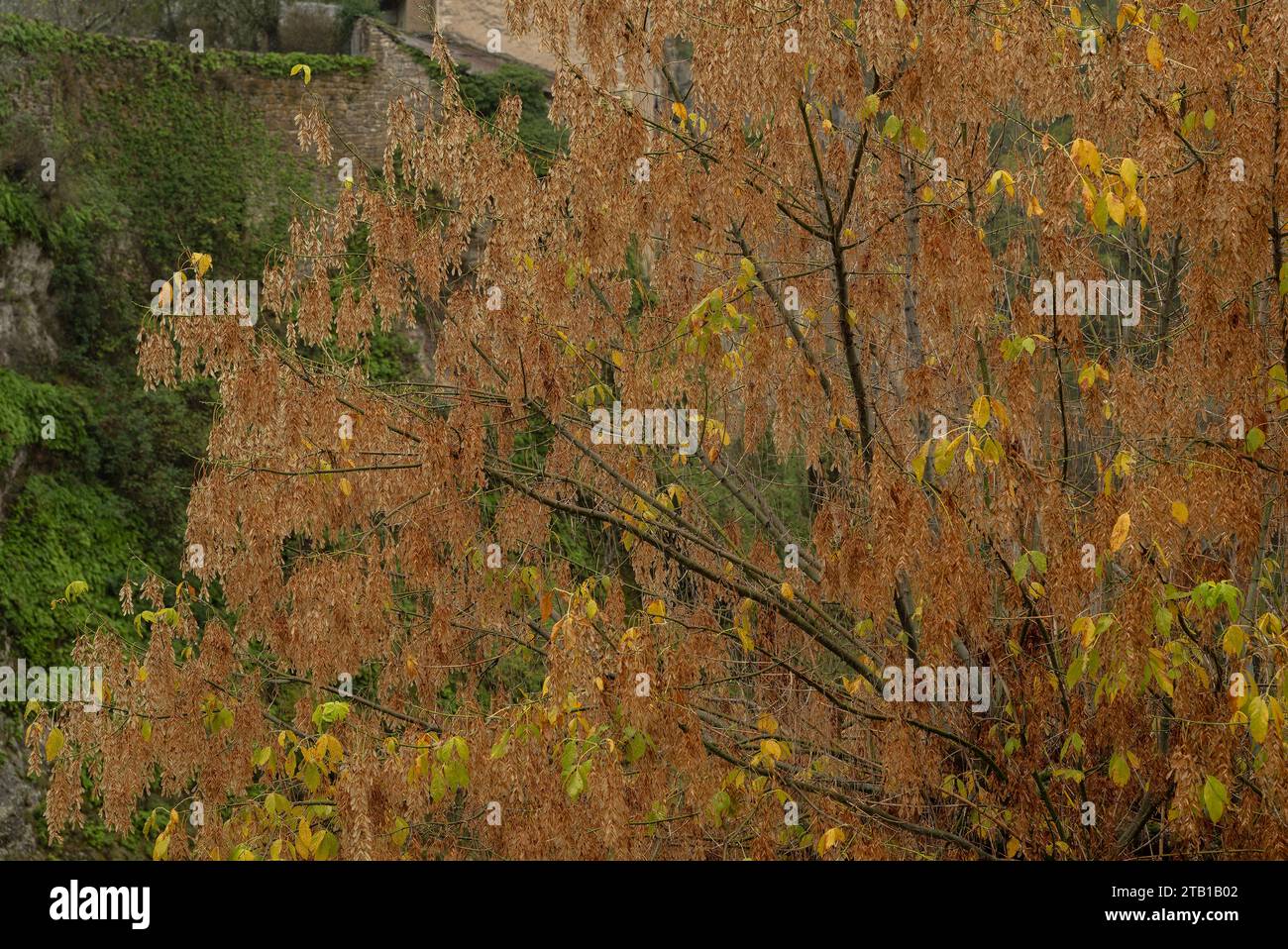 Box elder, Acer negundo, in fruit in autumn. Stock Photo
