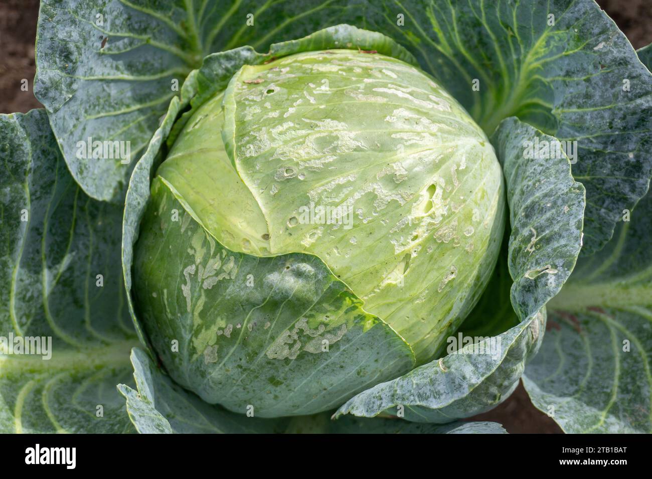 White Cabbage damaged by caterpillars and slugs in the garden with