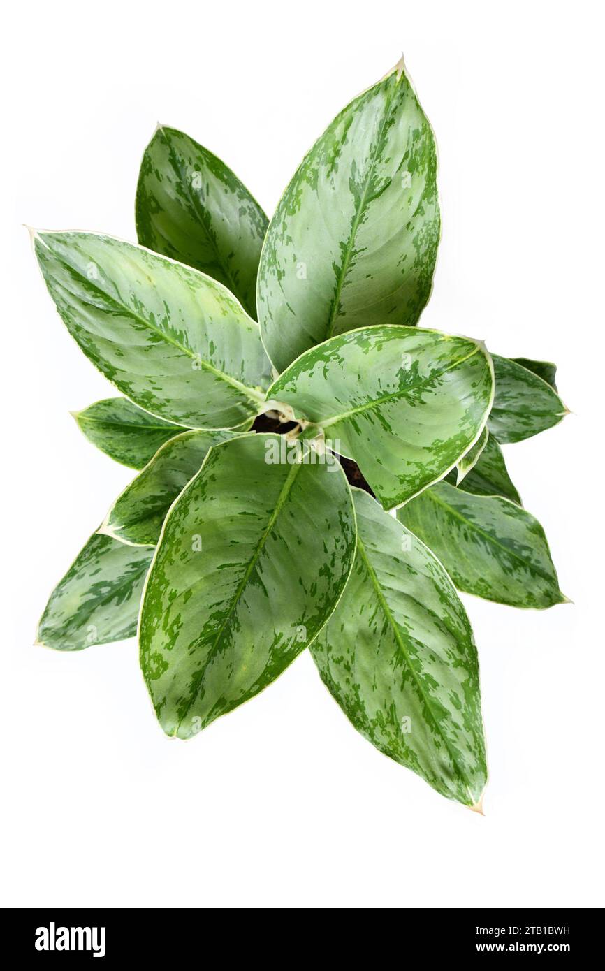 Top view of exotic 'Aglaonema Royal Diamond' houseplant with silver pattern on leaves on white background Stock Photo