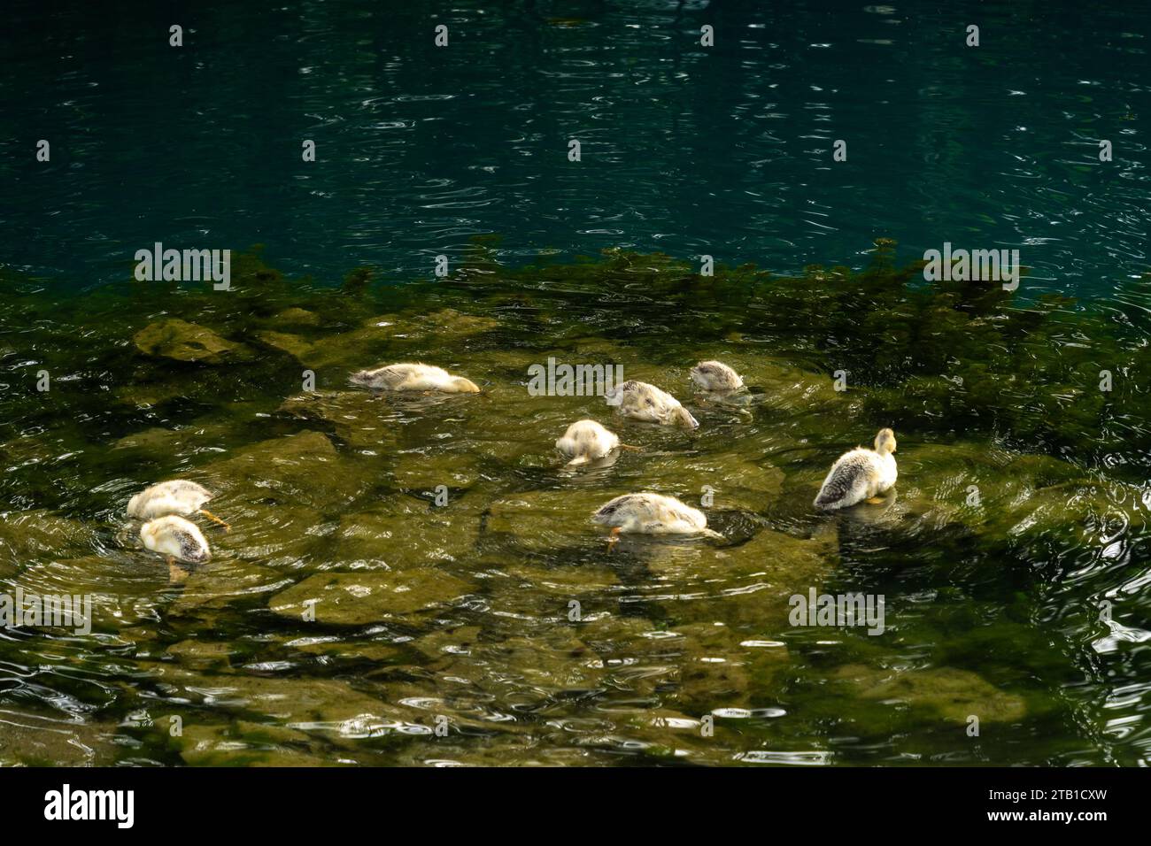 flock of ducks in the lake in Cao Bang province, Vietnam Stock Photo
