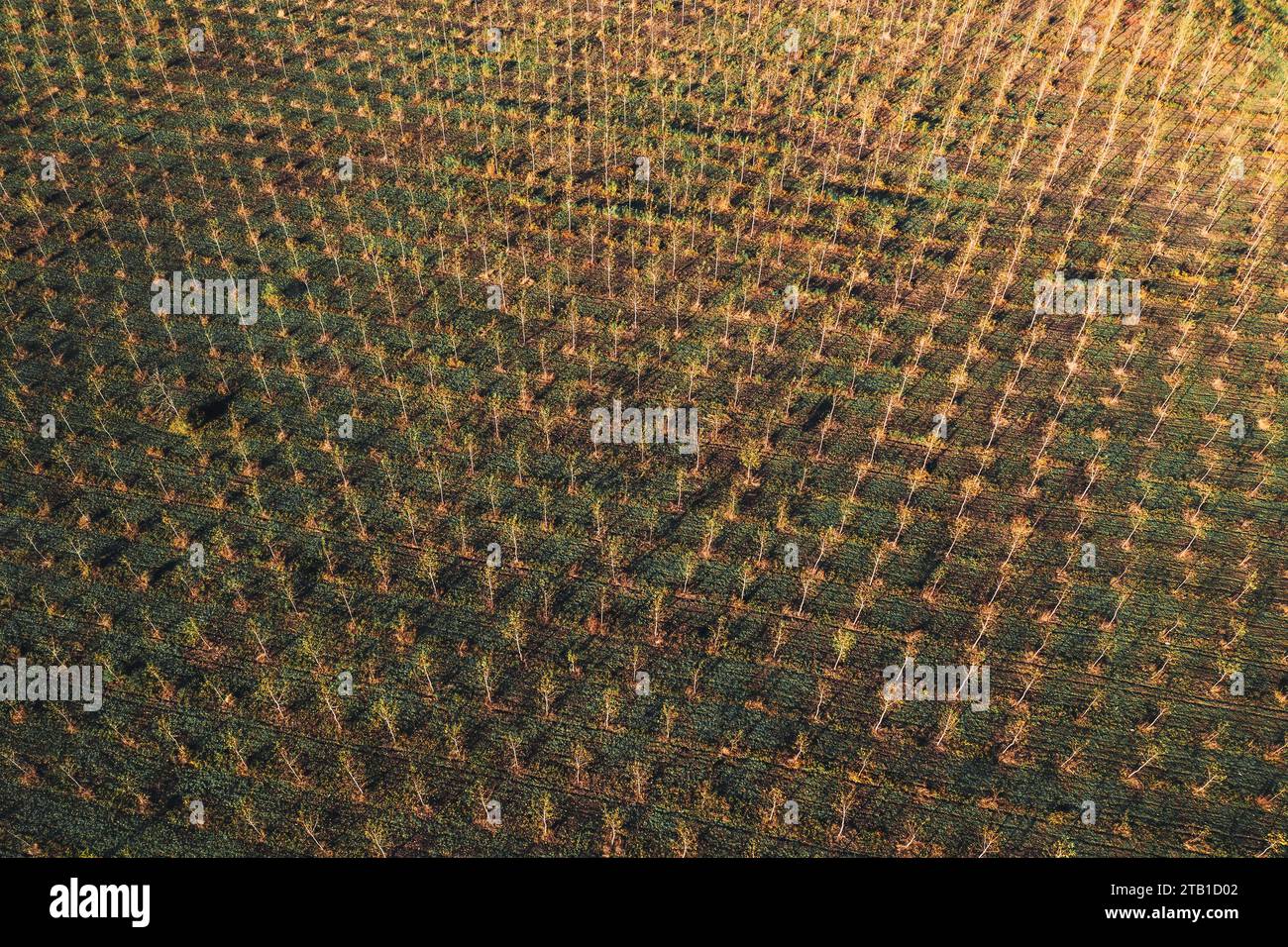 Cottonwood tree nursery plantation from drone pov, aerial shot of young small tress growing, high angle view Stock Photo