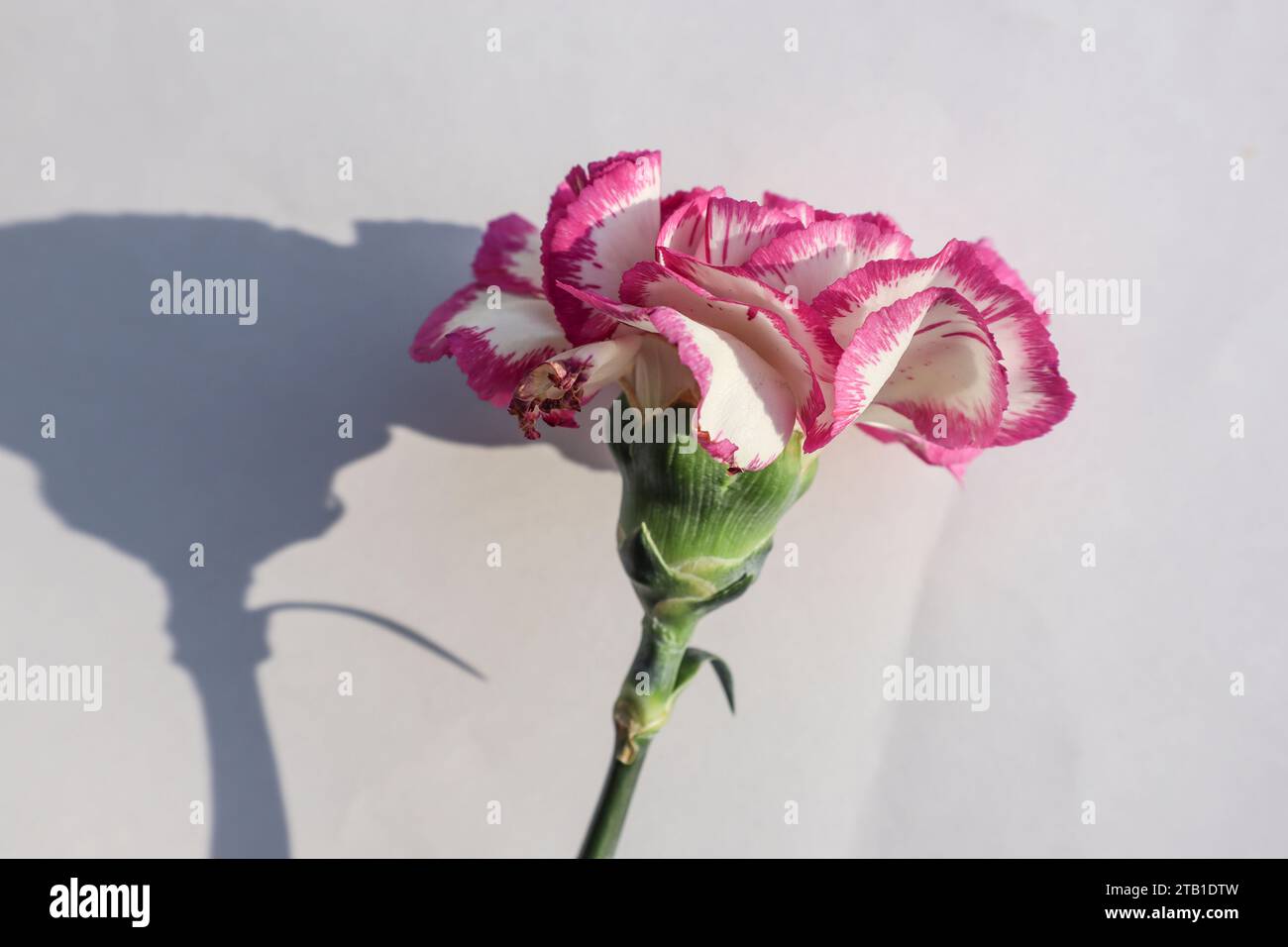 Beautiful fresh Carnation with fringed White petals with bright pink outline border on white background Stock Photo