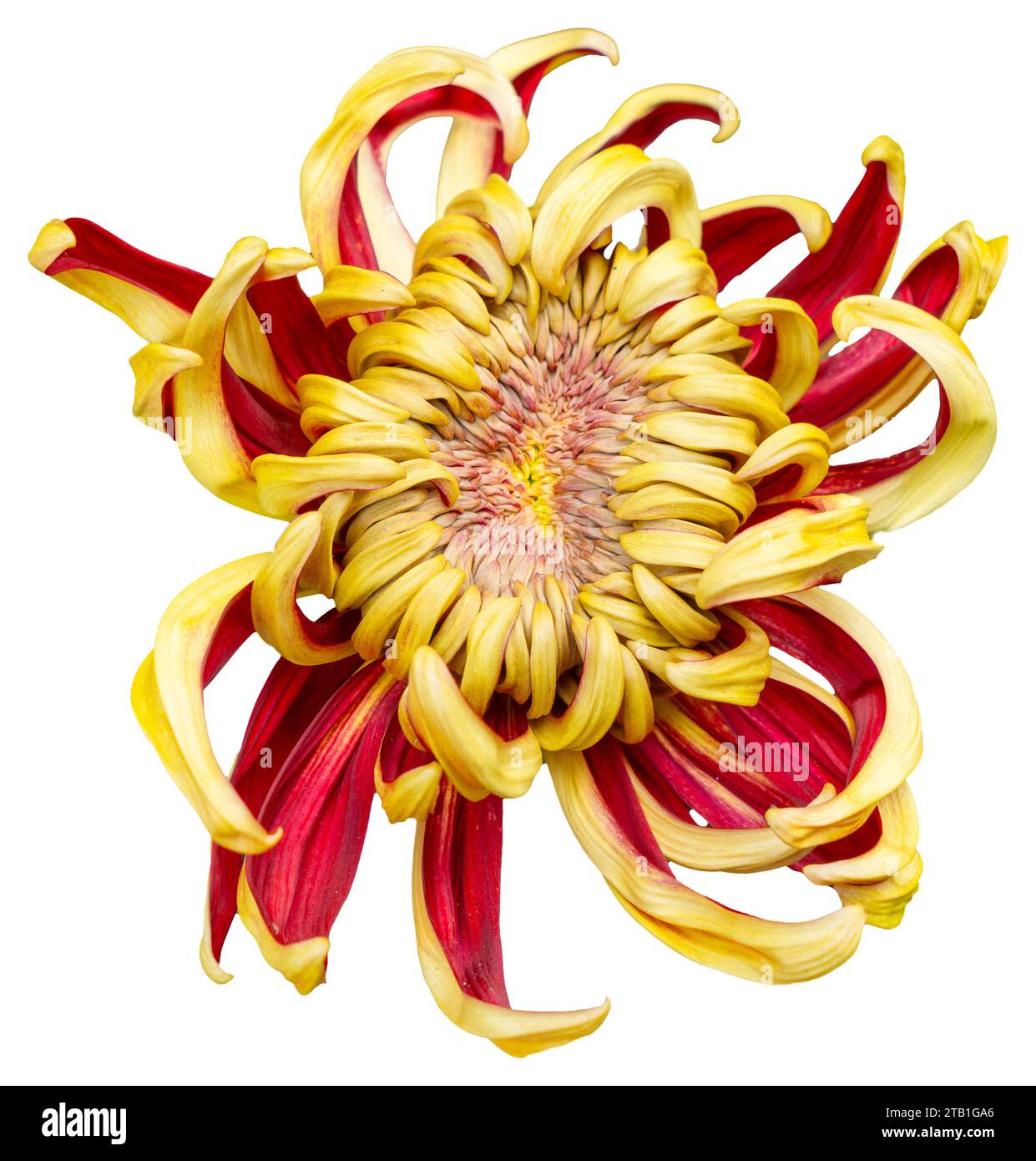 Top view of a yellow and red flower isolated on white background. Isolate a large flower with clipping path. Taipei Chrysanthemum Exhibition. Stock Photo