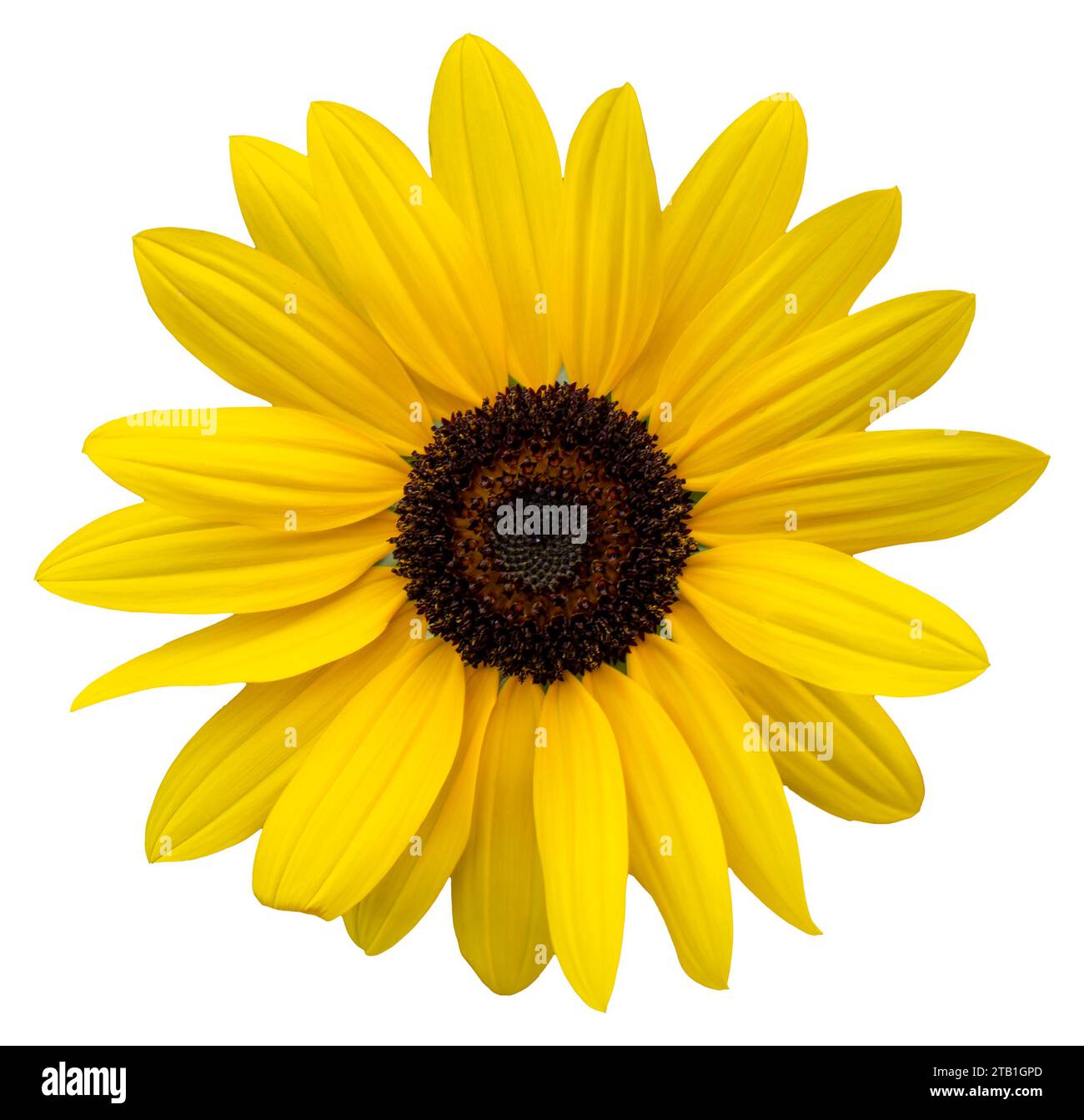 A yellow flower, like a sunflower. Isolate a large flower with clipping path. Taipei Chrysanthemum Exhibition. Stock Photo