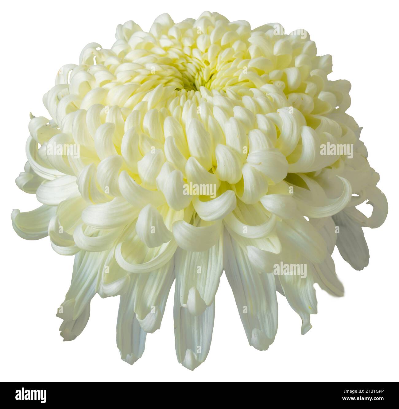 One white chrysanthemum flower isolated on white background. Isolate a large flower with clipping path. Taipei Chrysanthemum Exhibition. Stock Photo