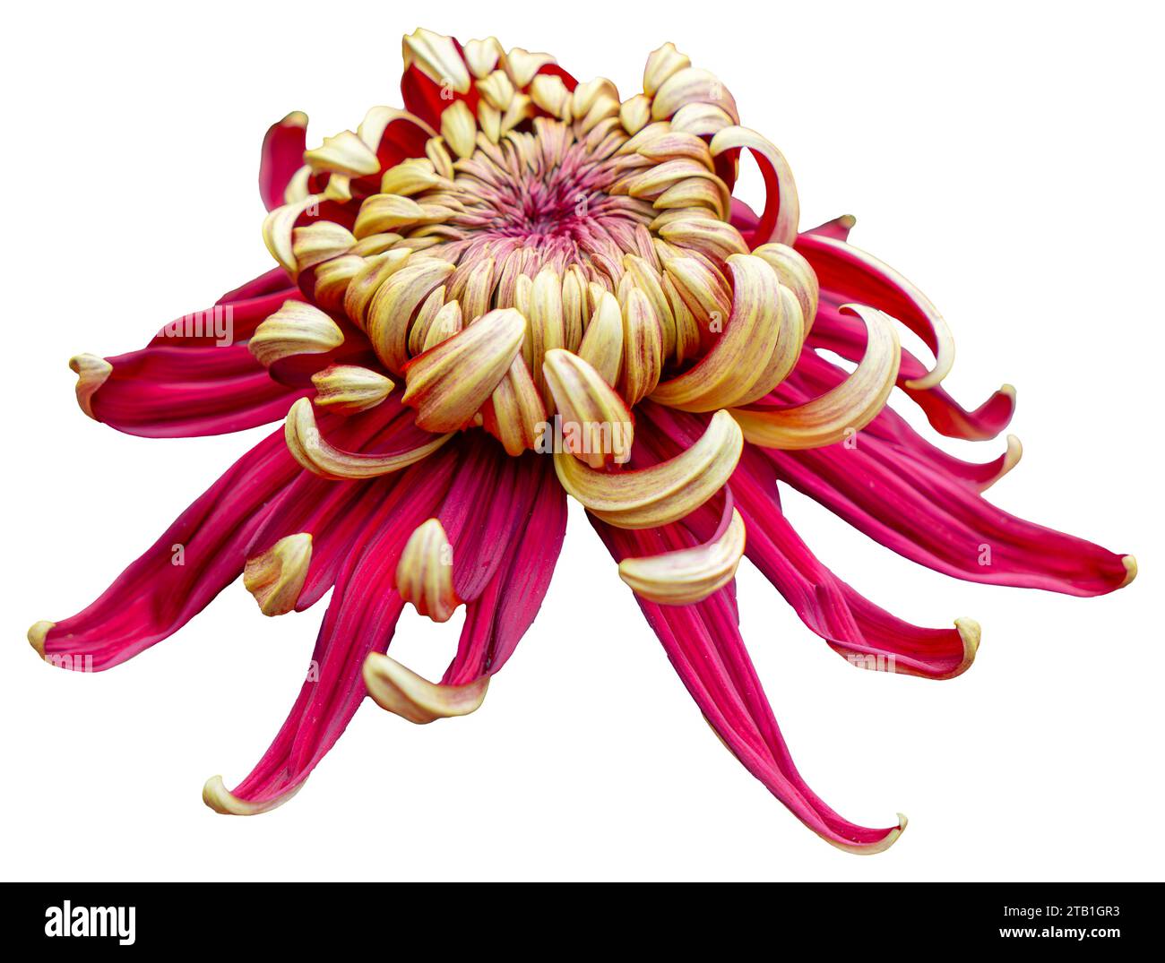 One yellow and red flower isolated on white background. Isolate a large flower with clipping path. Taipei Chrysanthemum Exhibition. Stock Photo