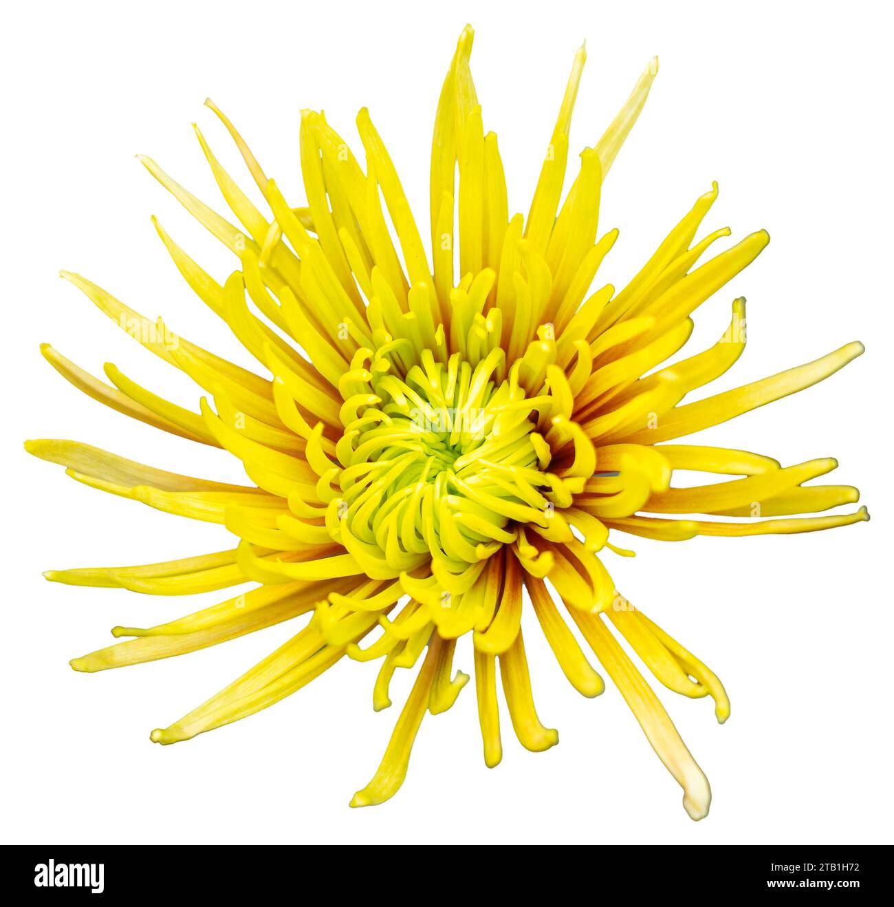Top view of a yellow and brown flower with petals like radiant rays. Isolate a large flower with clipping path. Taipei Chrysanthemum Exhibition. Stock Photo