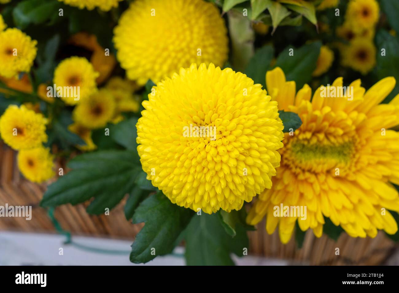 Vivid Different Kinds Of Chrysanthemums Moment Illustration Vivid Different Kinds Of Chrysanthemums Moment Illustration