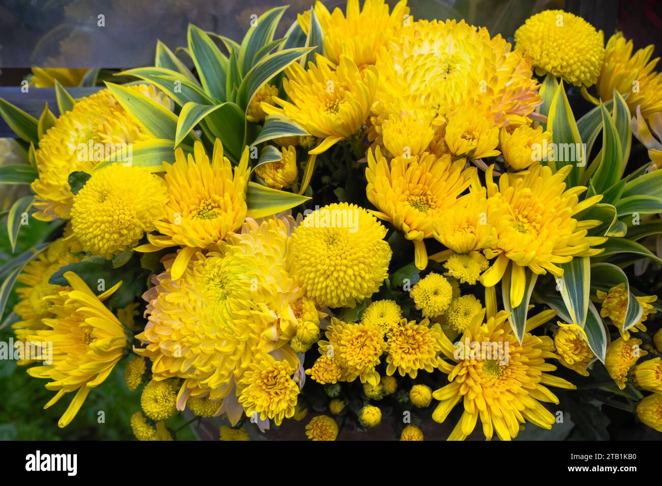 Breathtaking Different Kinds Of Chrysanthemums Design in HD Breathtaking Different Kinds Of Chrysanthemums Design in HD