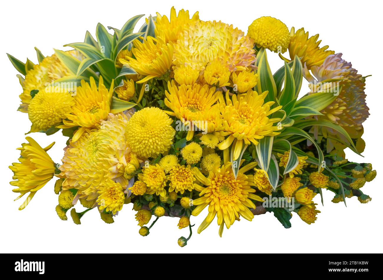 Yellow chrysanthemums with flowers of various sizes. Isolate a large flower with clipping path. Taipei Chrysanthemum Exhibition. Stock Photo