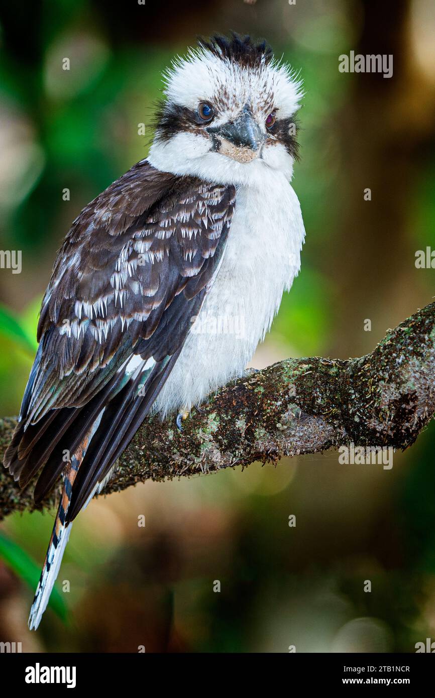 Laughing kookaburra (Dacelo novaeguineae) pair perched on branch. New South Wales, Australia Stock Photo