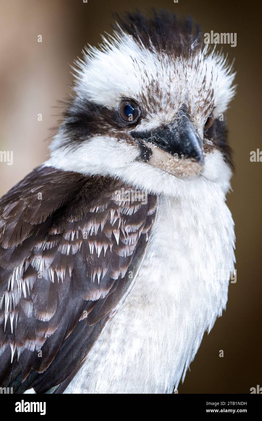 Laughing kookaburra (Dacelo novaeguineae) pair perched on branch. New South Wales, Australia Stock Photo