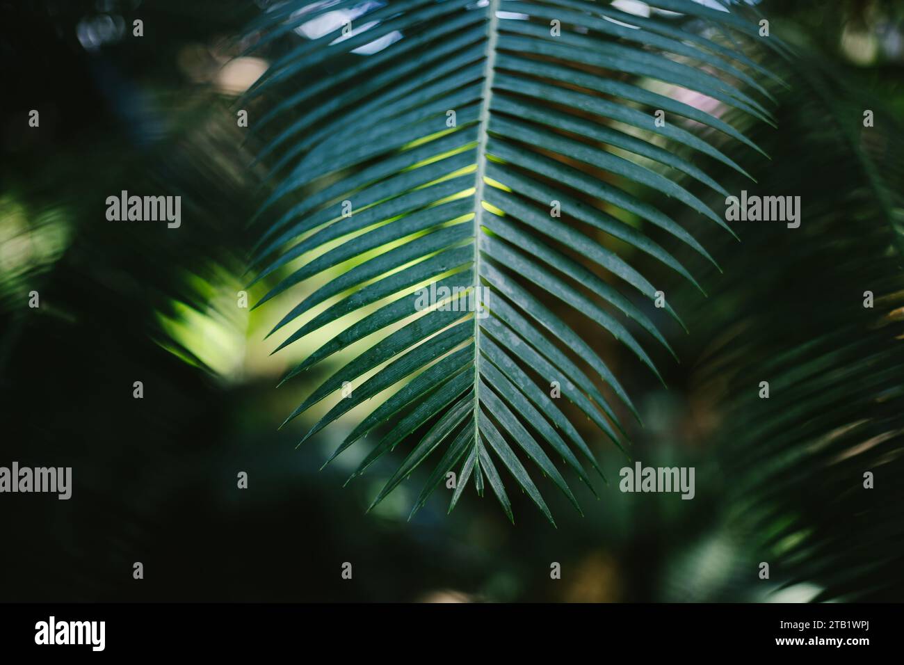 Leaf of palm tree with spiky leaves and greenery Stock Photo