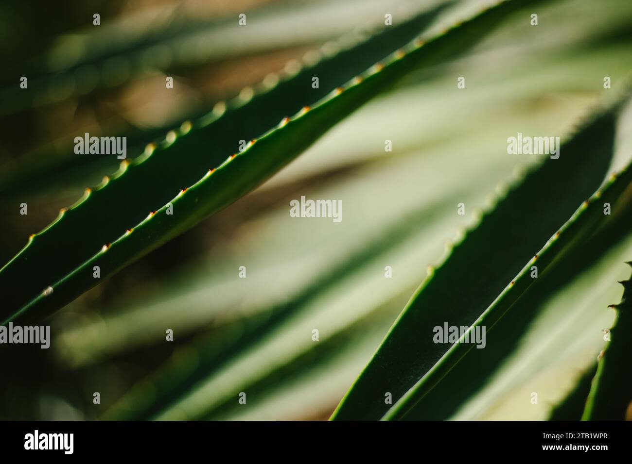 Spiky edges of plant with shoot like leaves and green bokeh Stock Photo