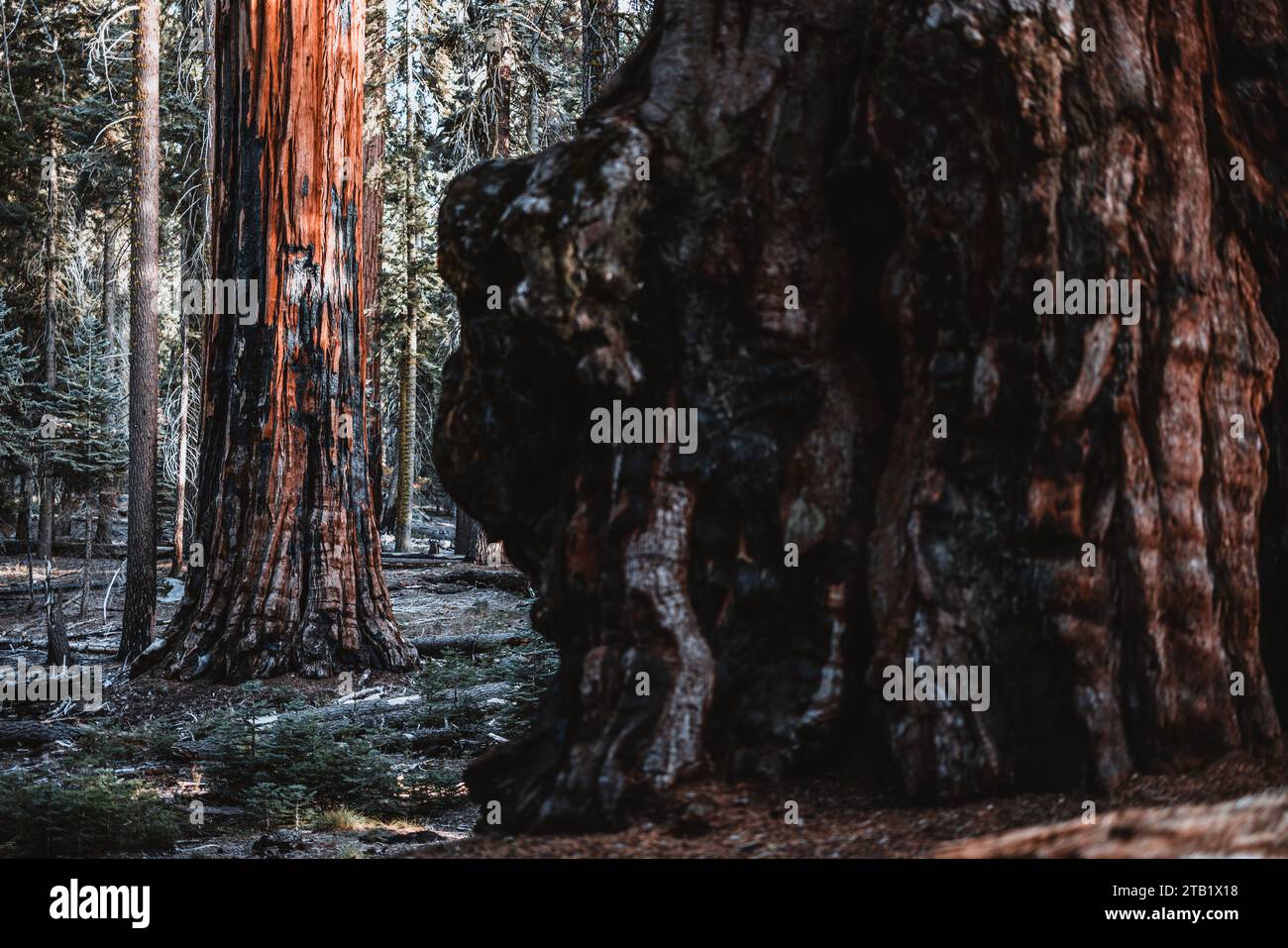The base of the largest trees on earth, Giant Sequoias, California Stock Photo