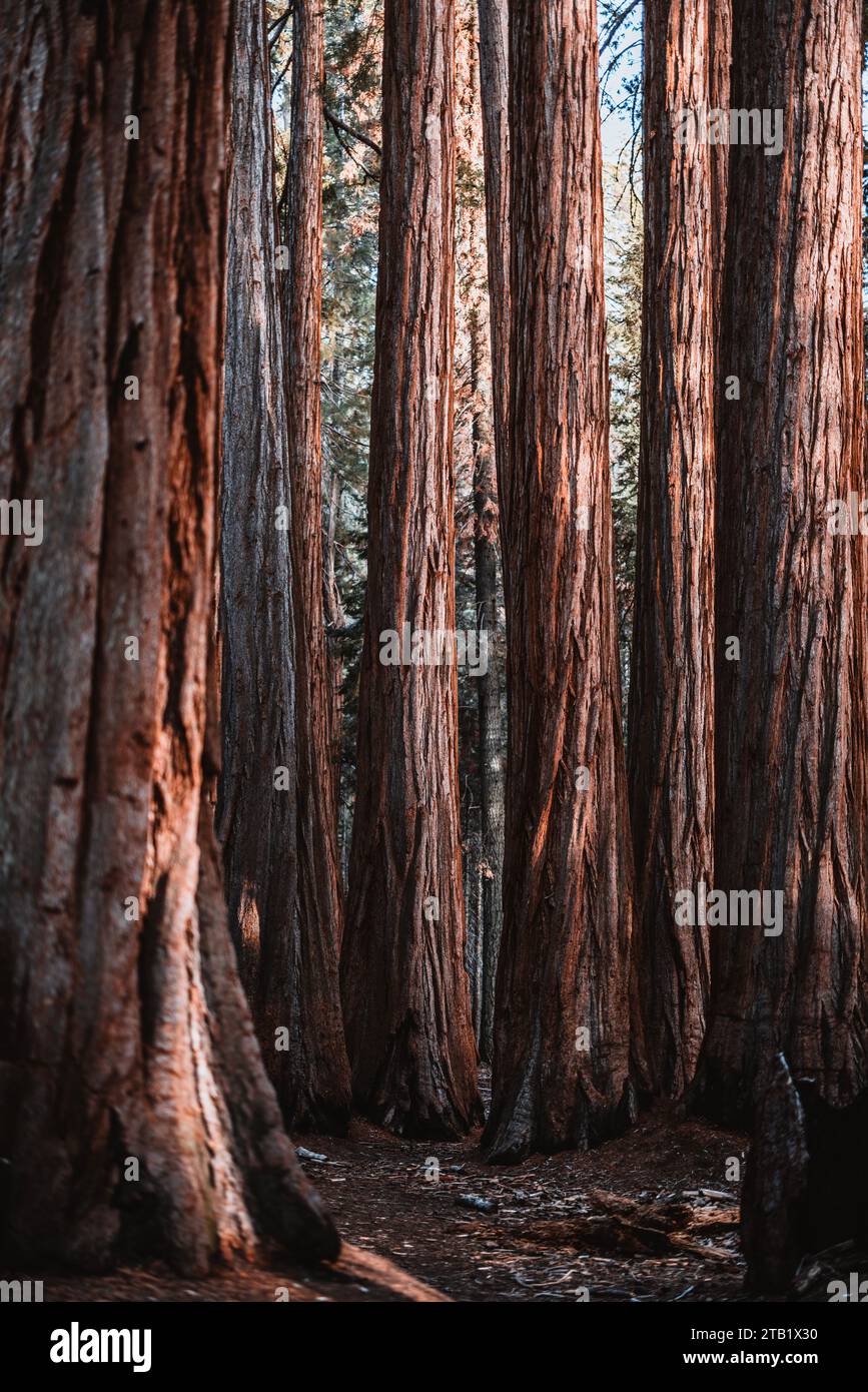 Grove of the largest trees on earth, Sequoia National Park, California Stock Photo