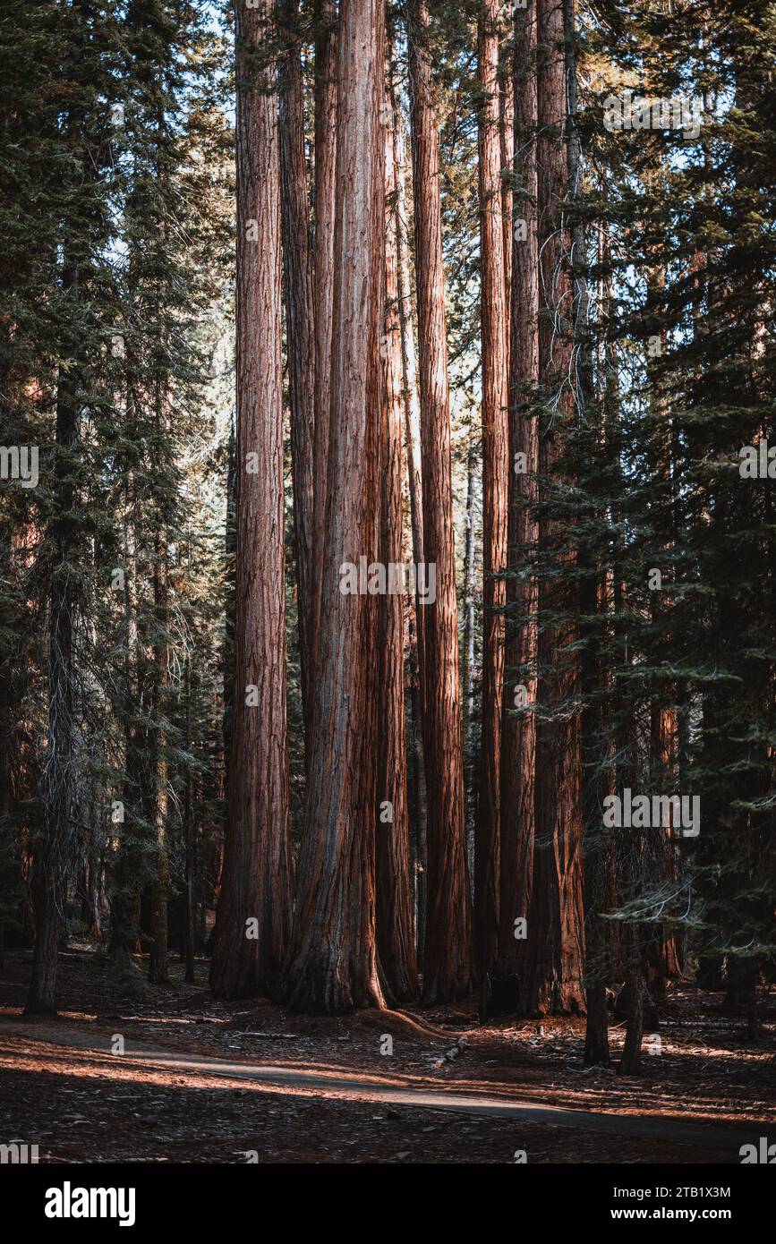 A grove of massive Giant Sequoias, Three Rivers, California. Stock Photo