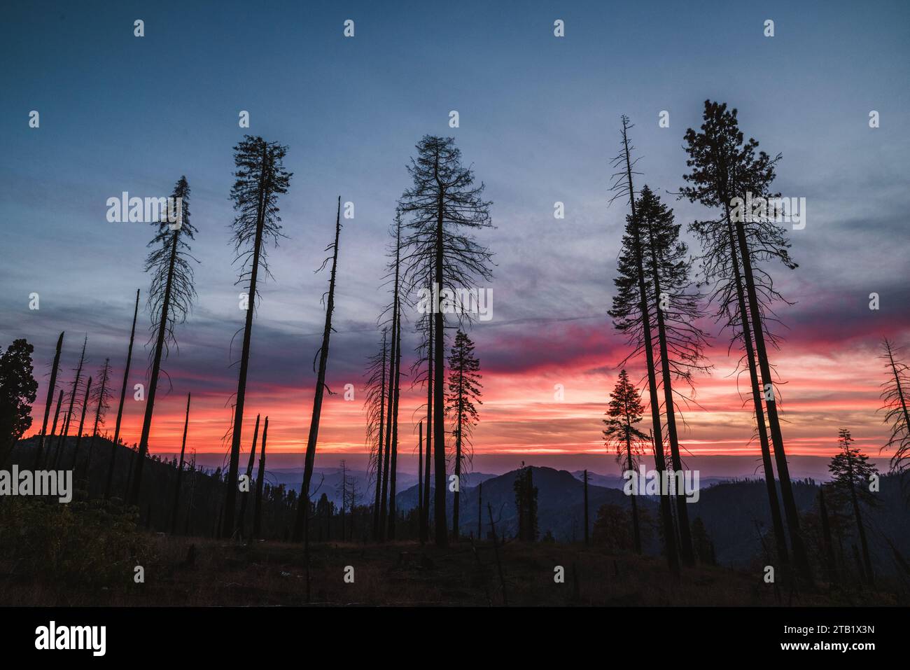 Sunset over a wildfire charred forest in California Stock Photo