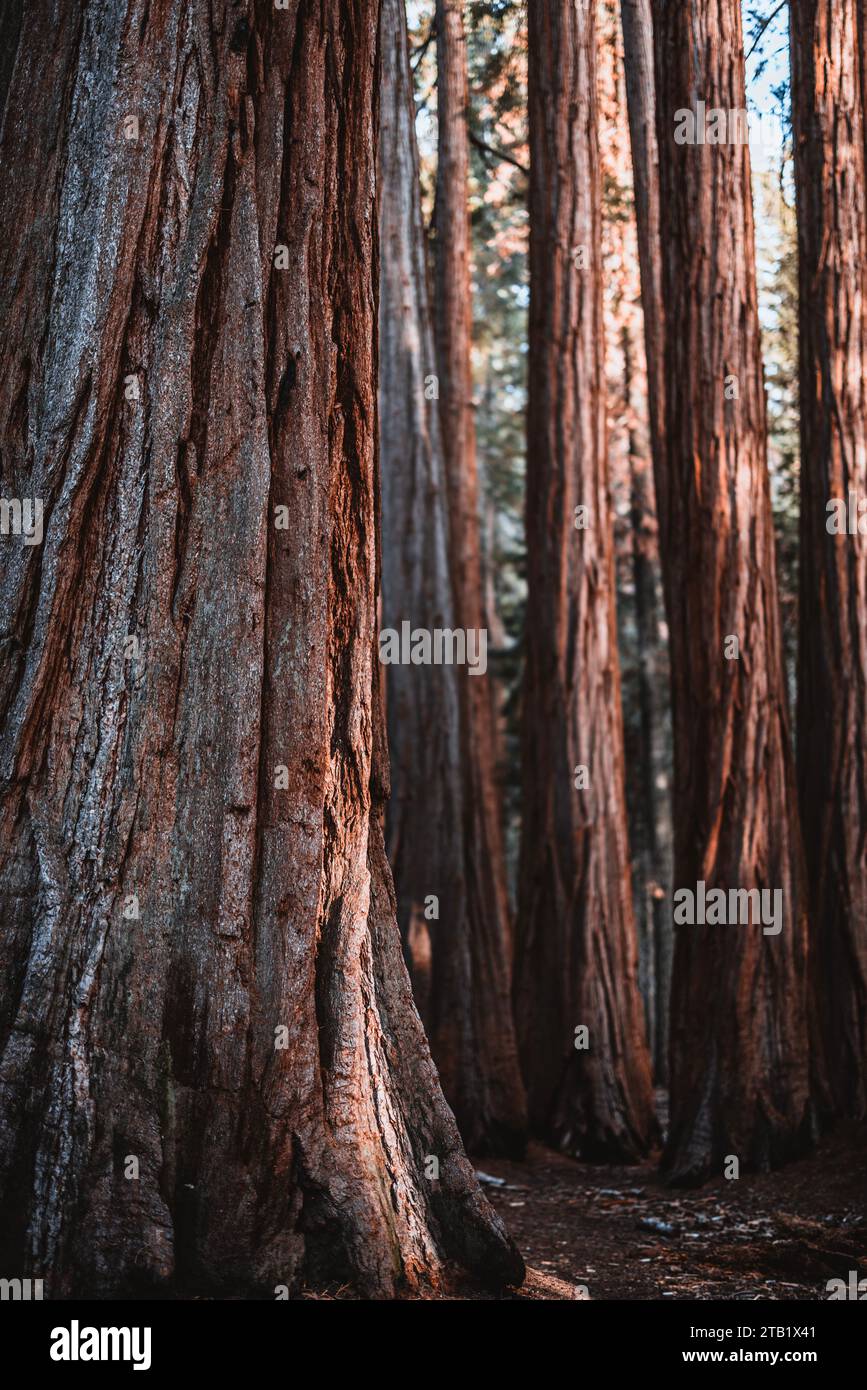 close up of the texture and bark of a Giant Sequoia, California Stock Photo